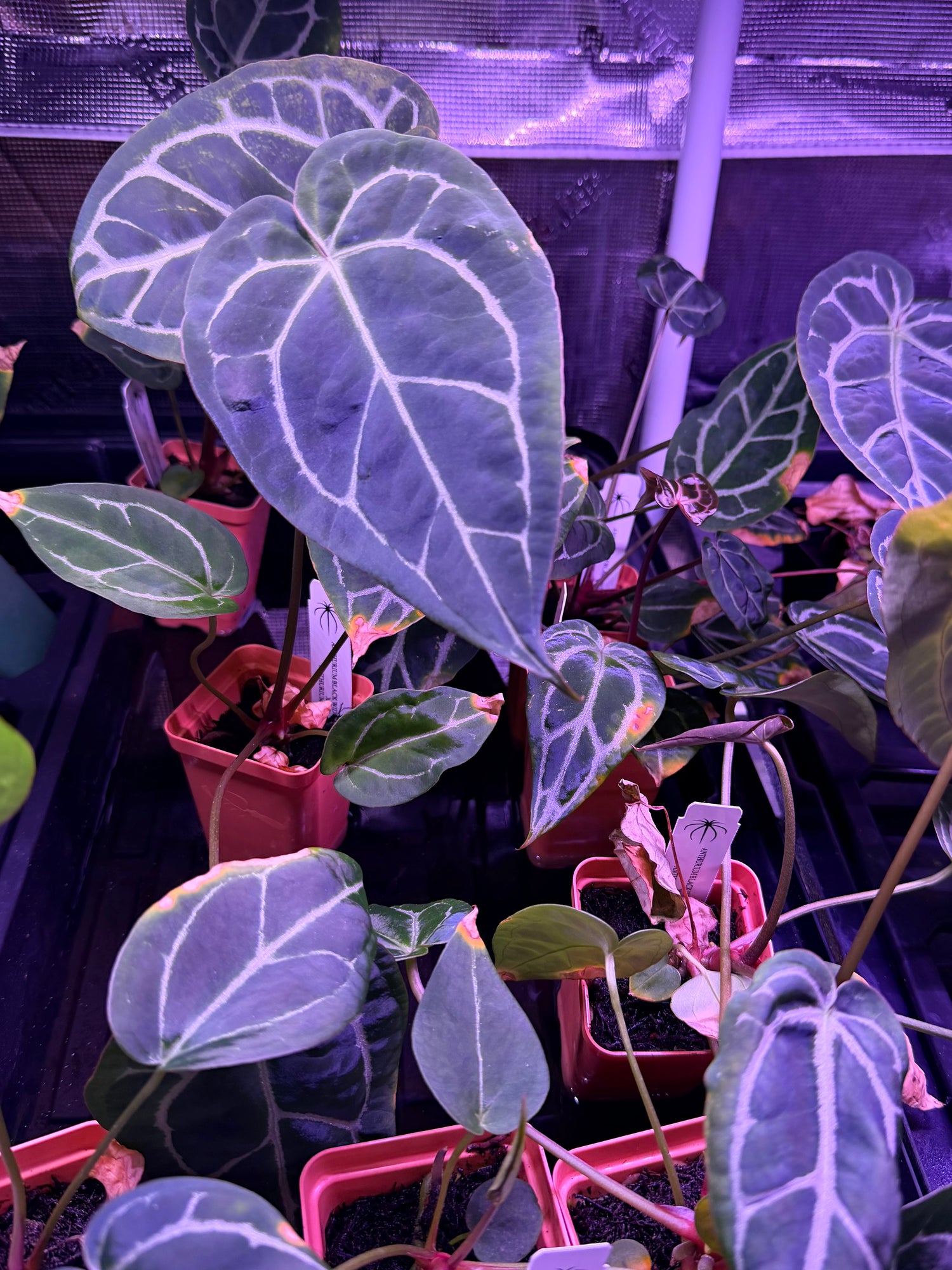 Anthurium Black Widow Michelle x Tim Anderson Stripey  *STUMPS*
