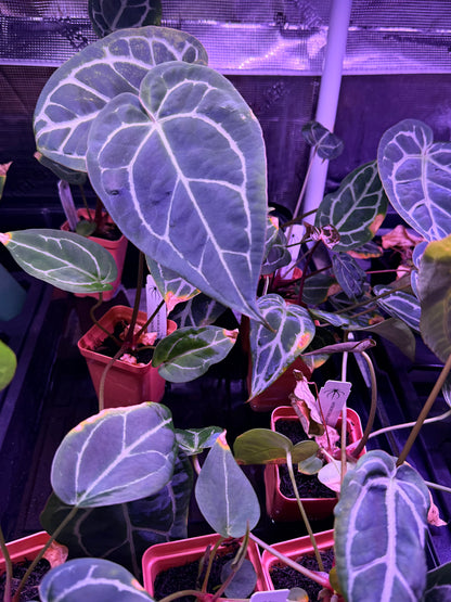 Anthurium Black Widow Michelle x Tim Anderson Stripey  *STUMPS*