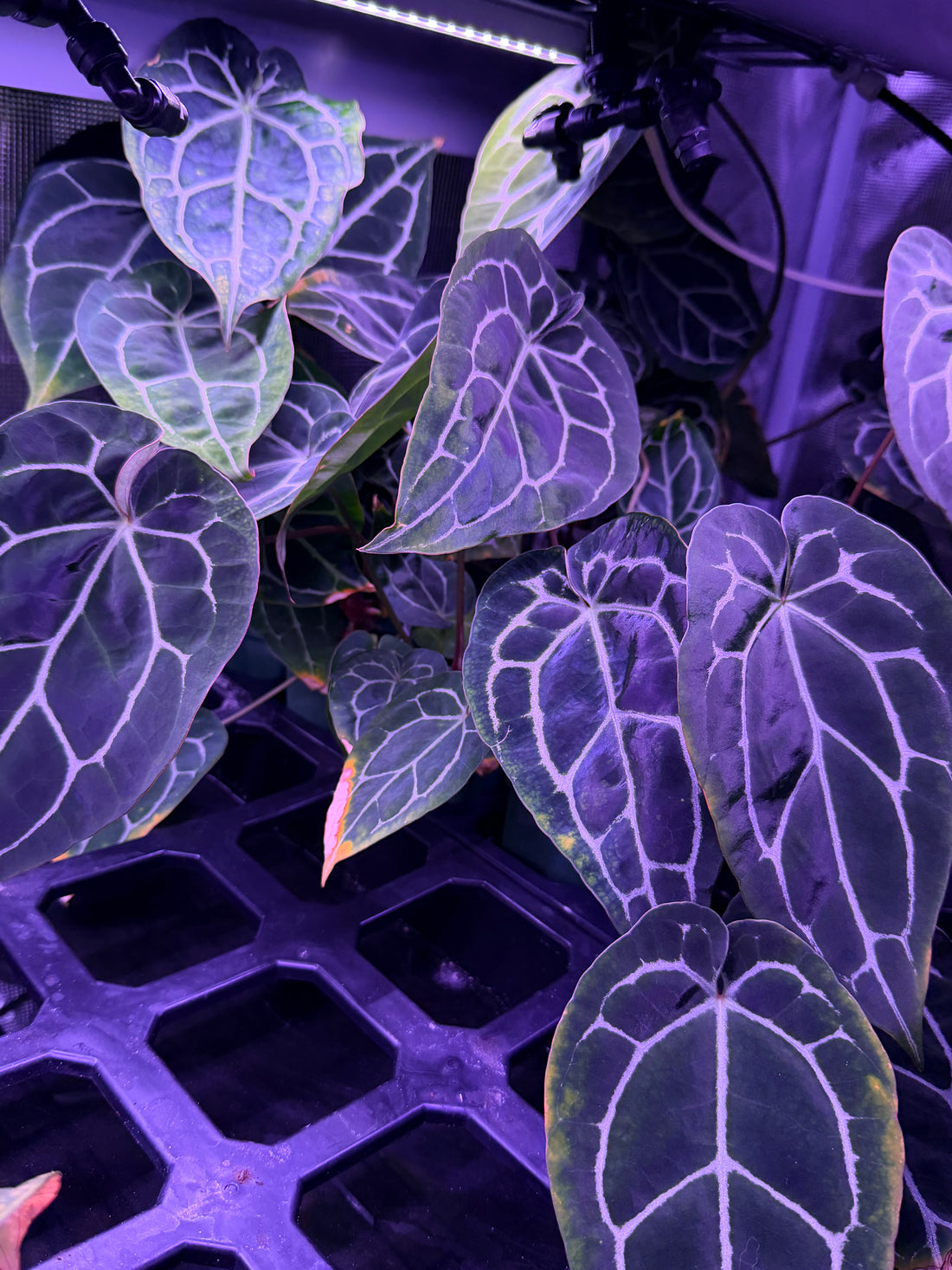 *IAS Week Deal* Anthurium Black Widow Michelle x Crystallinum Chocolate  *STUMPS*