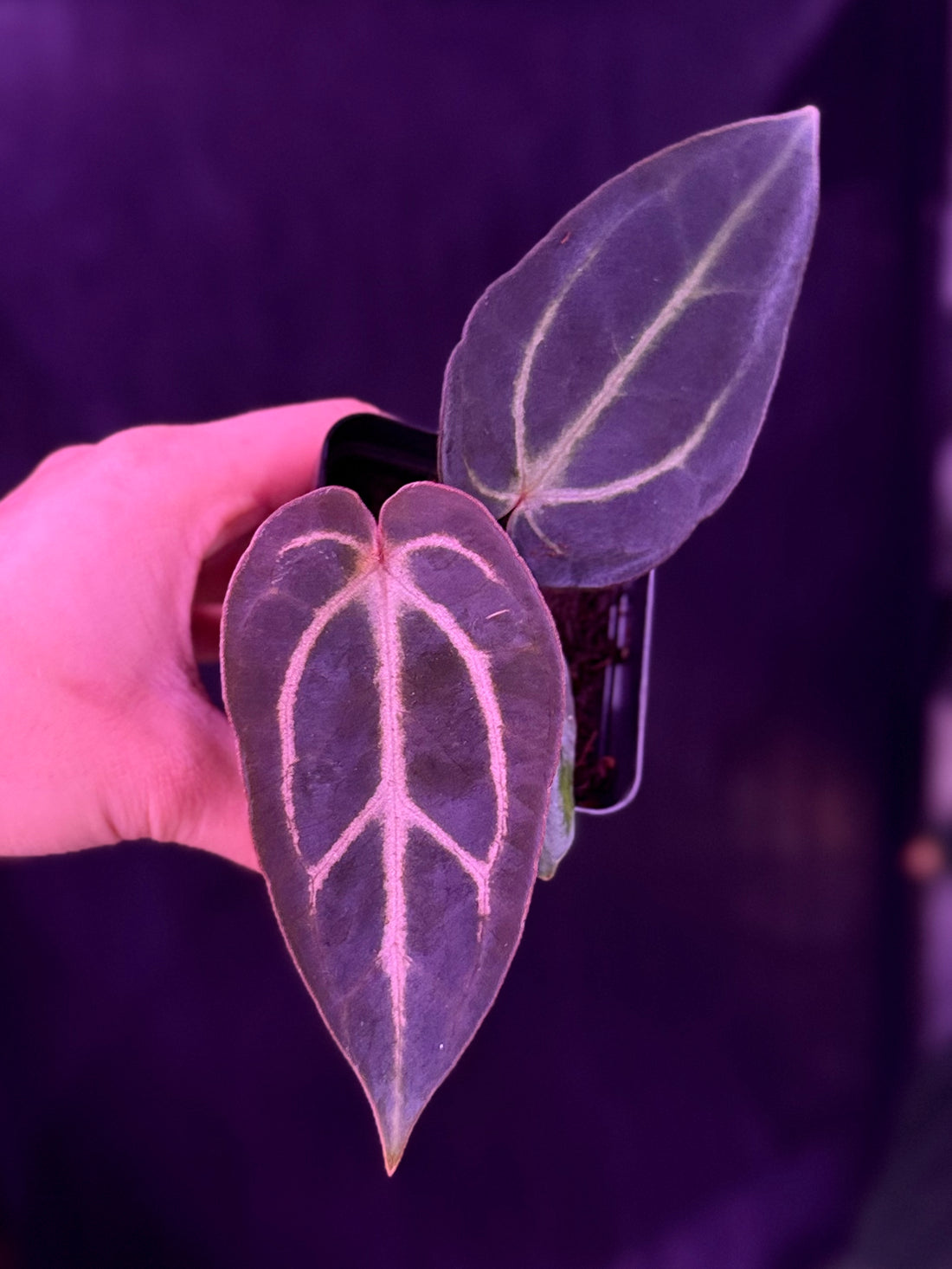 Anthurium Carla Round x GPH001 