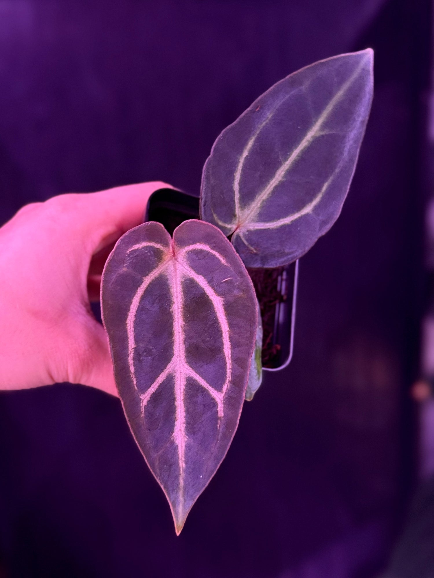 Anthurium Carla Round x GPH001 