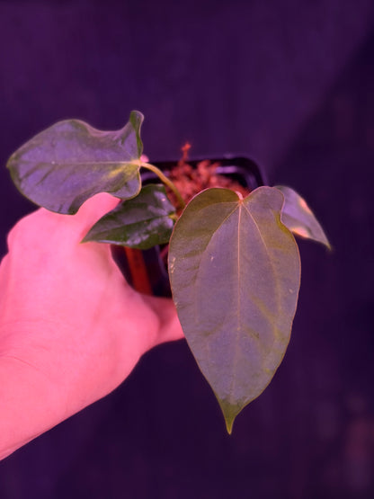 Anthurium Sp. Nov DF x  Papillilaminum Ralph Lynam--Exact seedling (B)