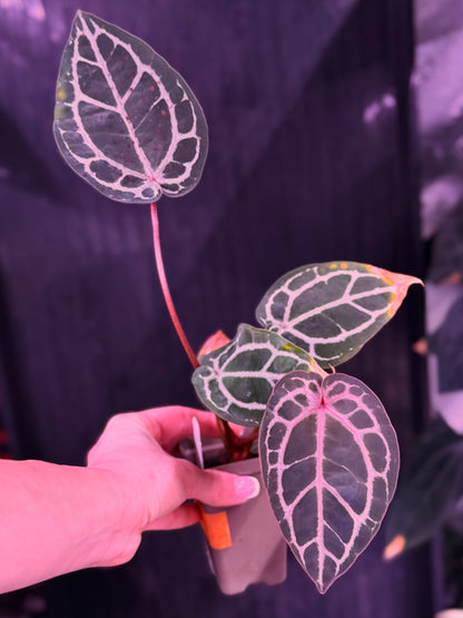 Anthurium Red Crystal premium x Red Crystal SKG--Exact seedling (D)