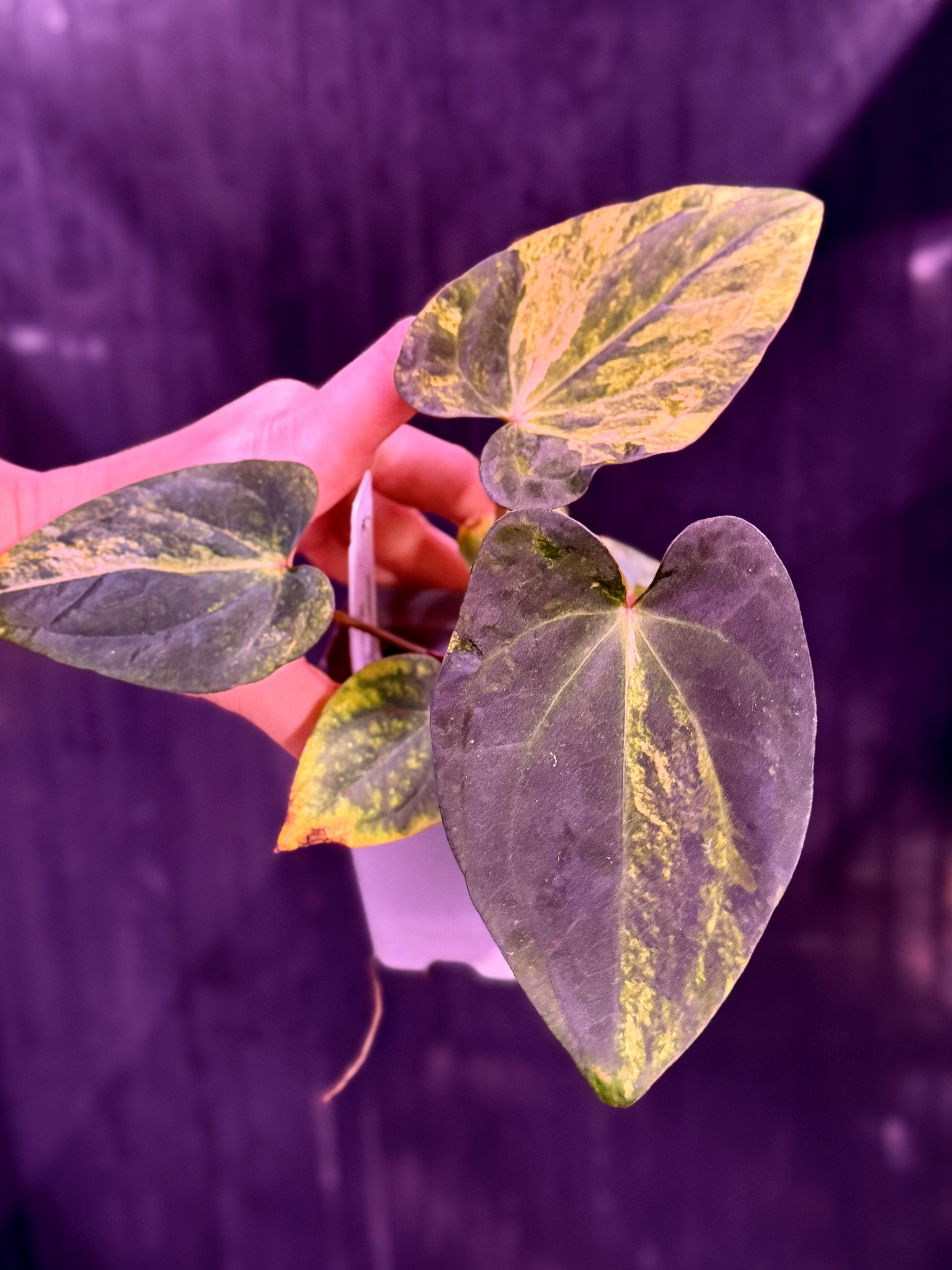 Anthurium Var Papx x Dorito 