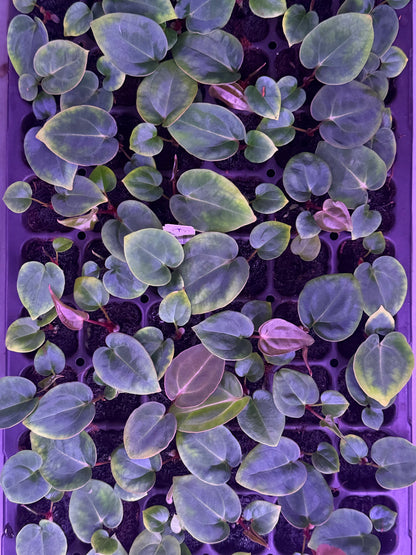 Anthurium (Carla Round x GPH 