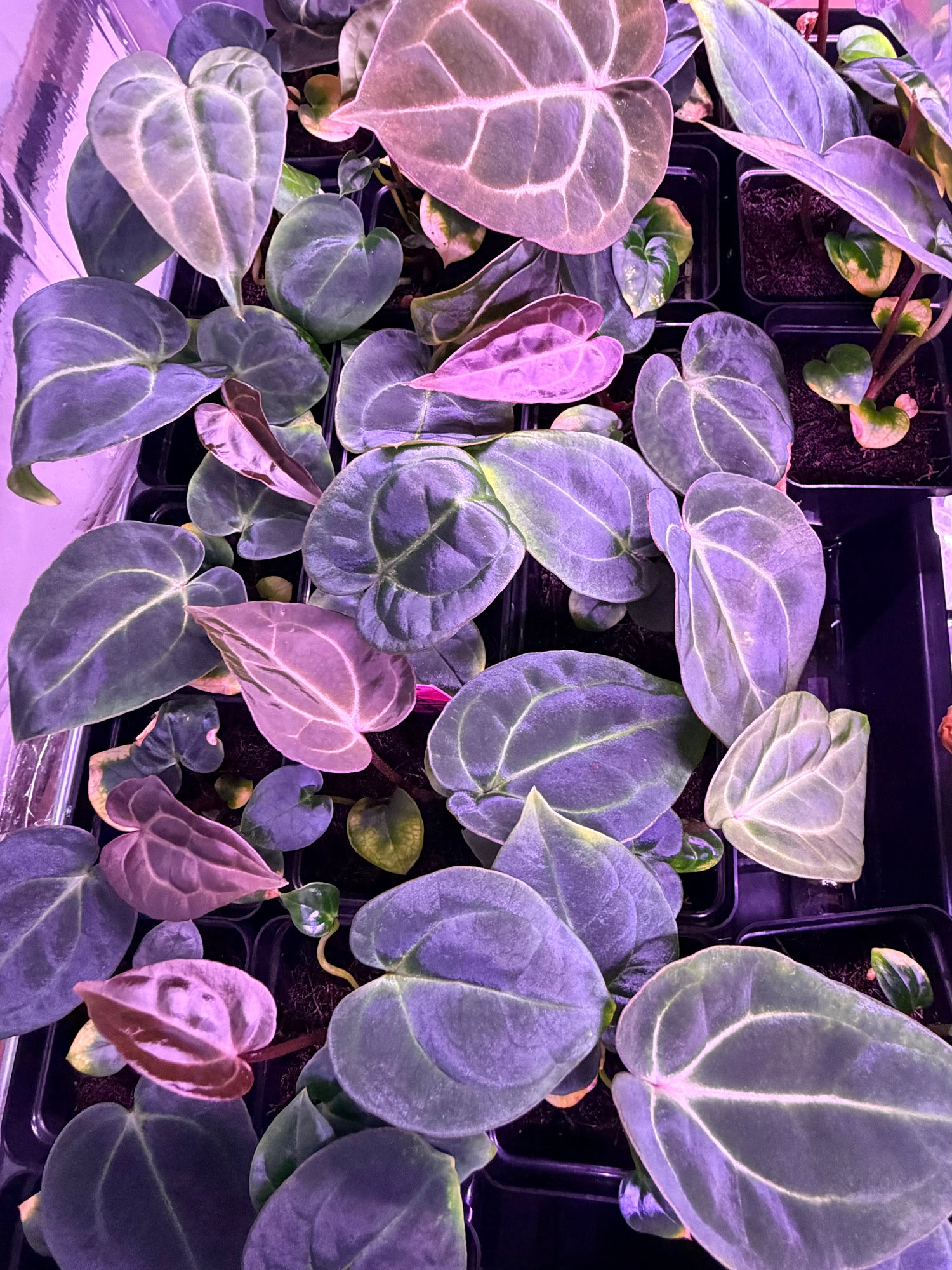 Anthurium (Carla Round x GPH 