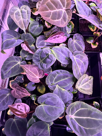 Anthurium (Carla Round x GPH 