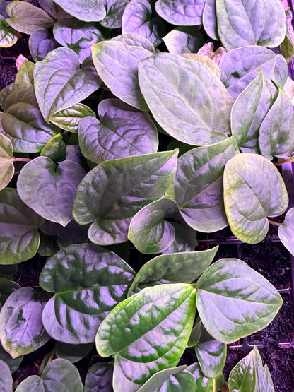 Anthurium Kuna PM5 x (Dress Carla x Splendidum) --Small seedling *Grower&