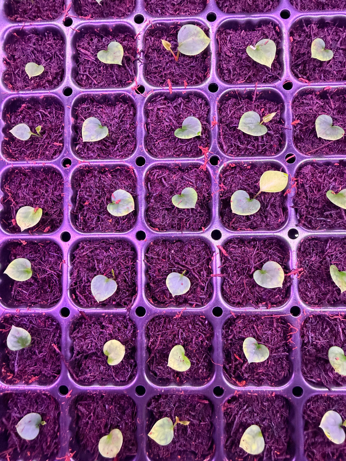 Anthurium Crystallinum Chocolate 