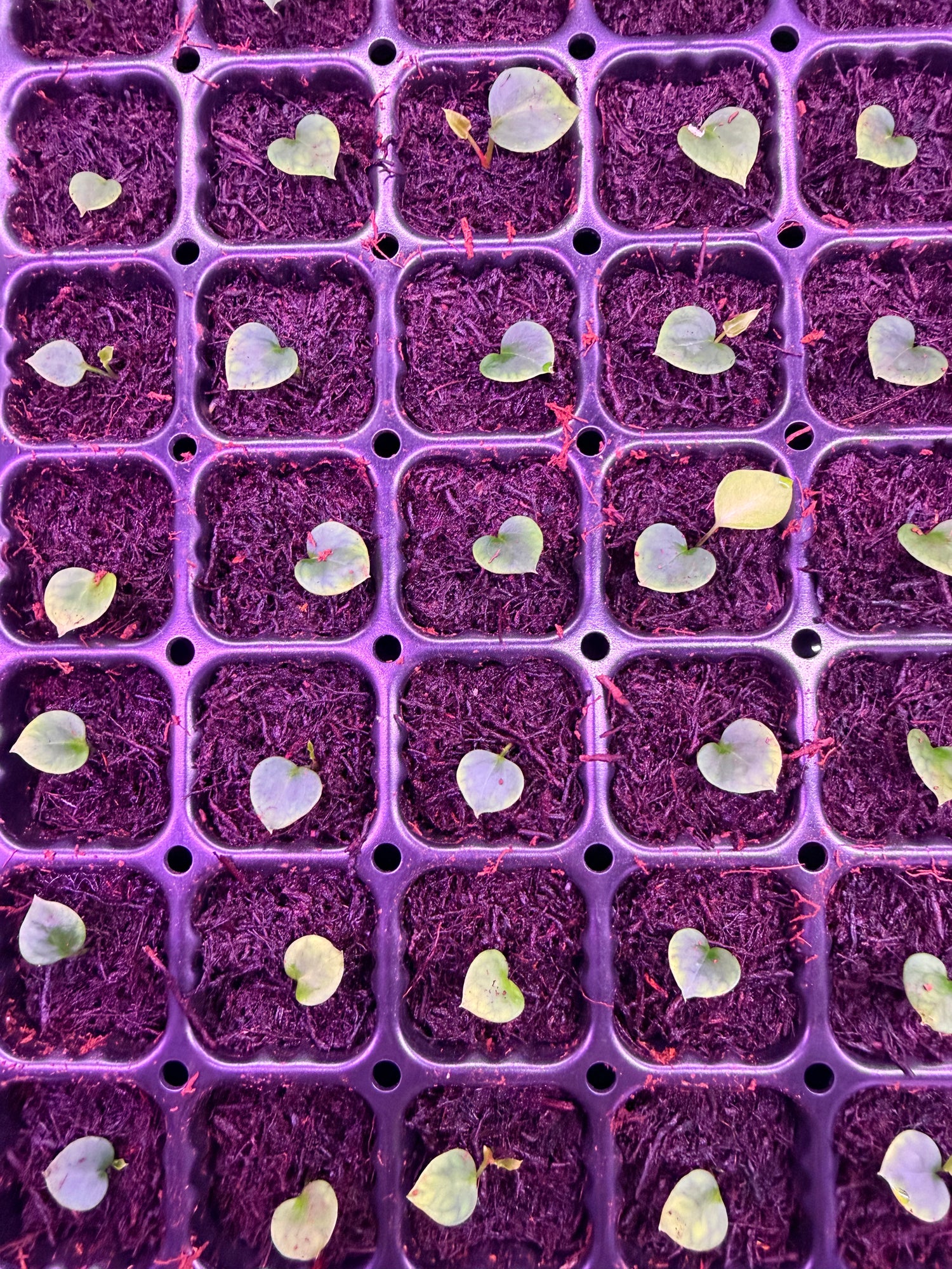 Anthurium Crystallinum Chocolate 