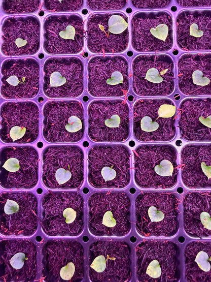 Anthurium Crystallinum Chocolate 