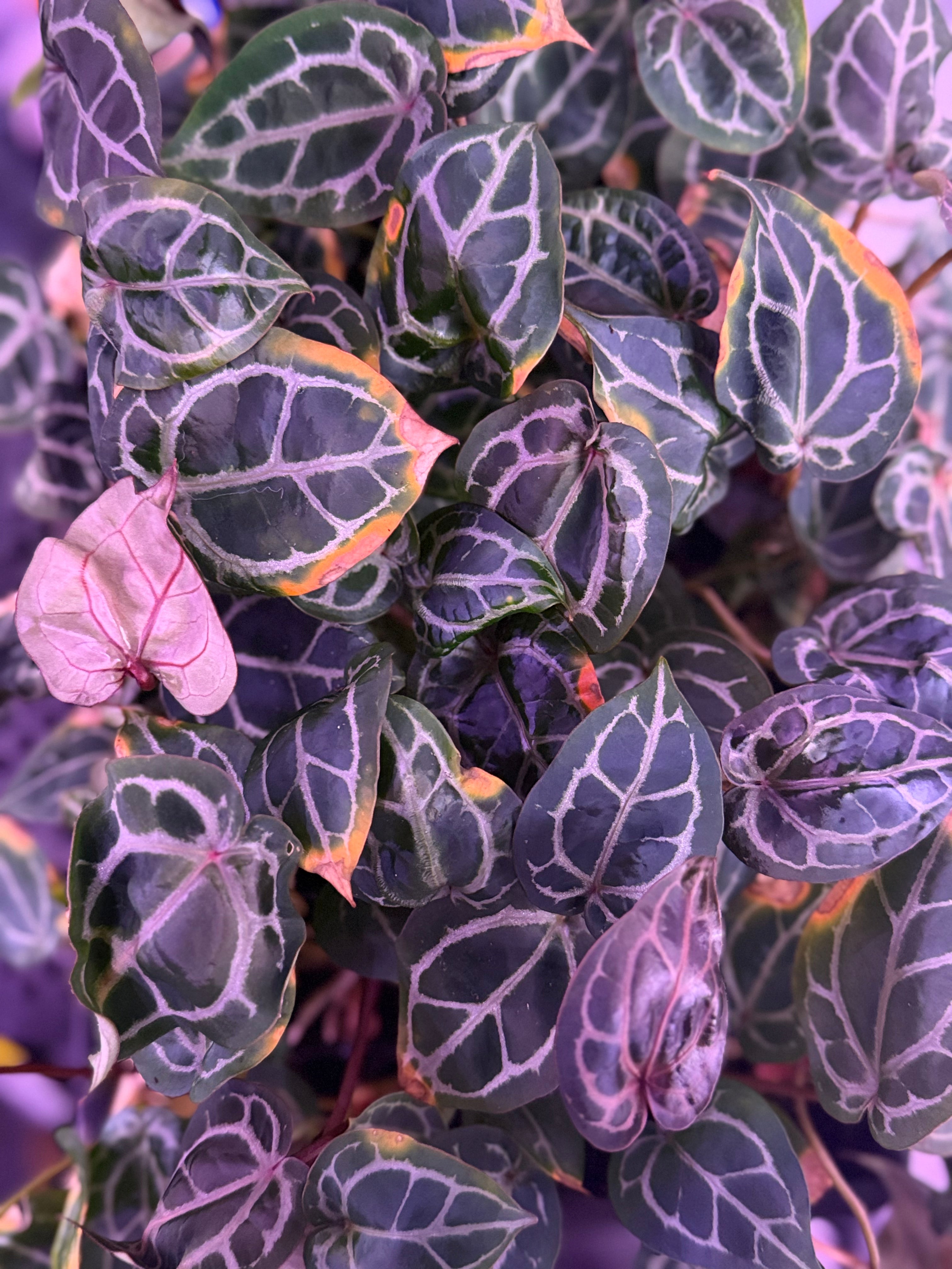 Anthurium Red Crystal Premium x Red Crystal SKG -- Small seedling *Grower&