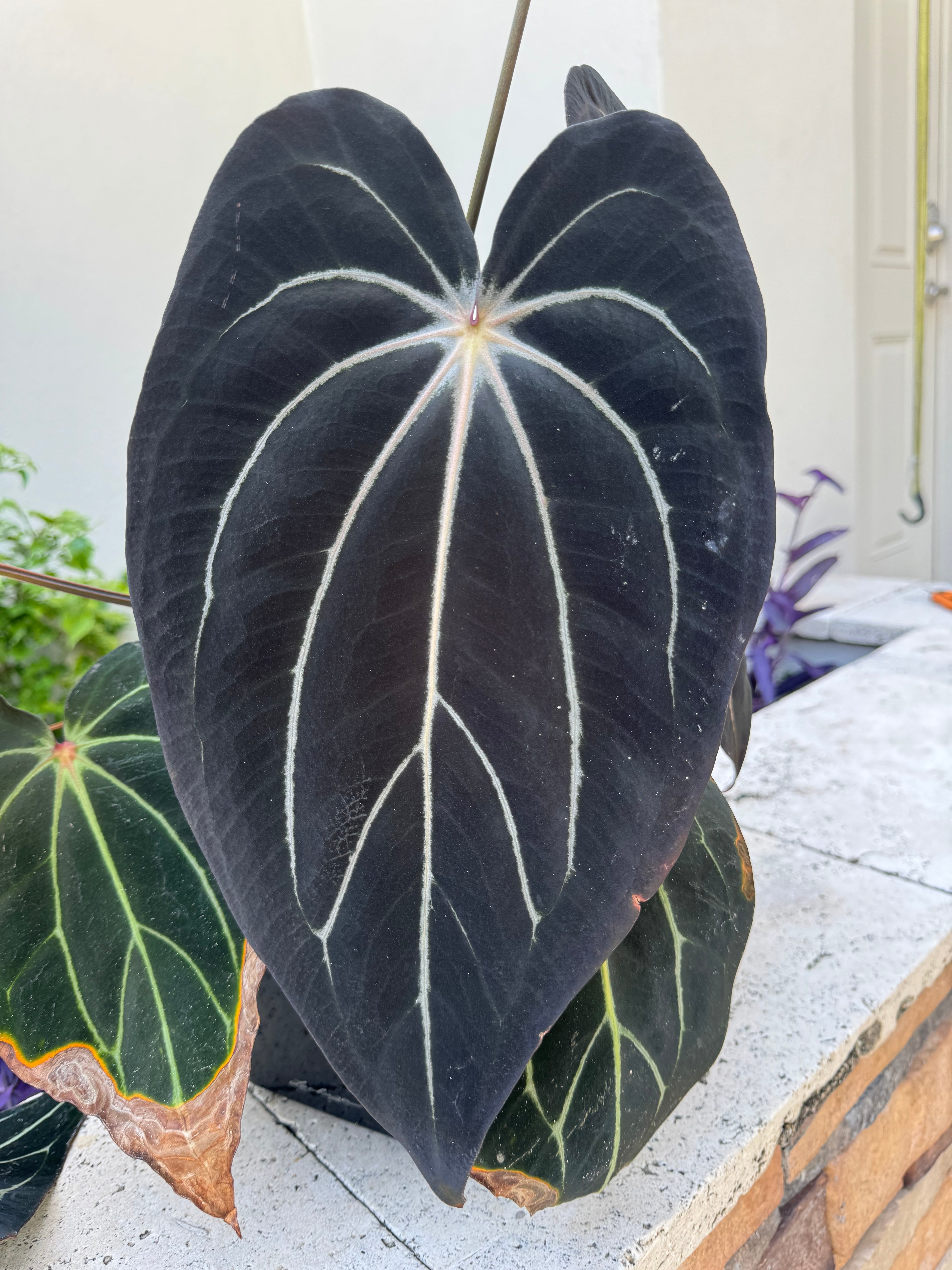Rare Anthurium Photo Gallery and Collector Plants | Granthuriums