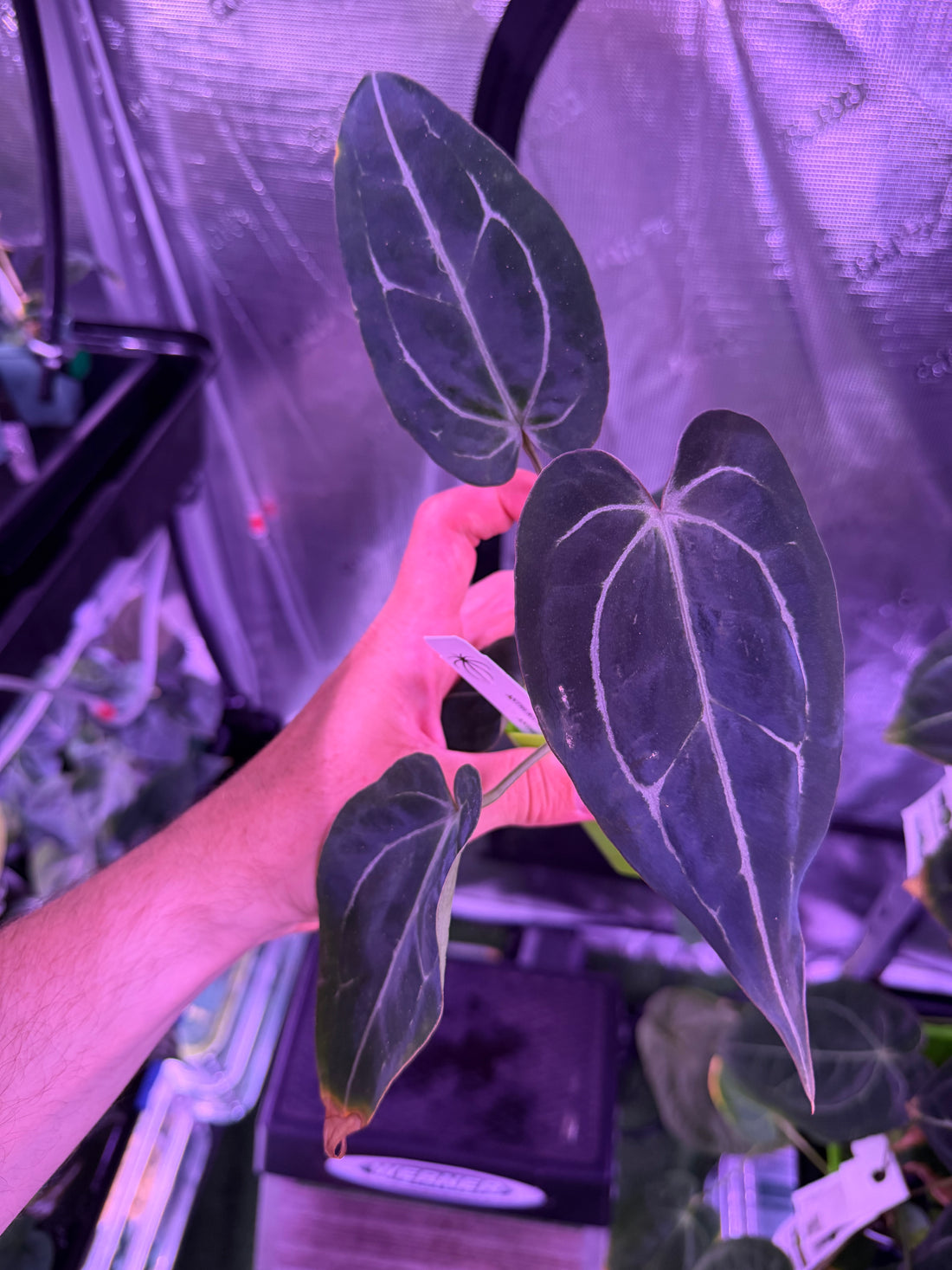 Anthurium Carlablackiae Amanda x Tim Anderson Stripey--Exact Seedling