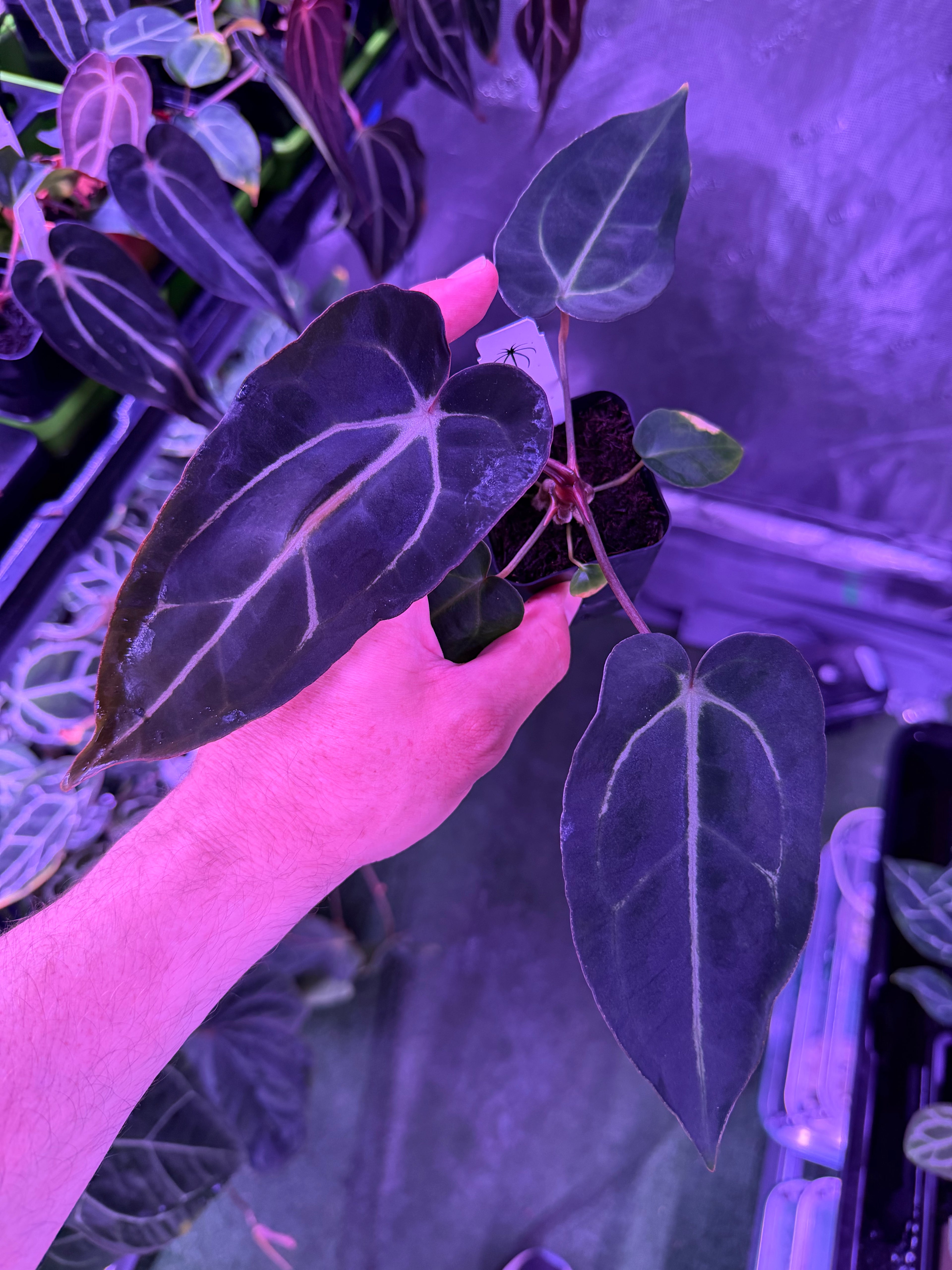 Anthurium Carlablackiae Amanda x GPH001--Exact Seedling B