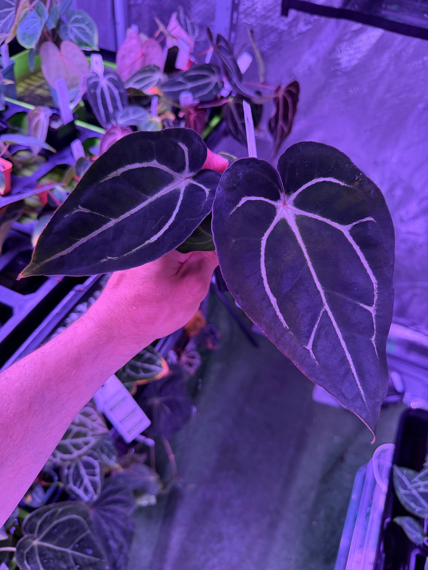 Anthurium Carlablackiae Amanda x GPH001--Exact Seedling A