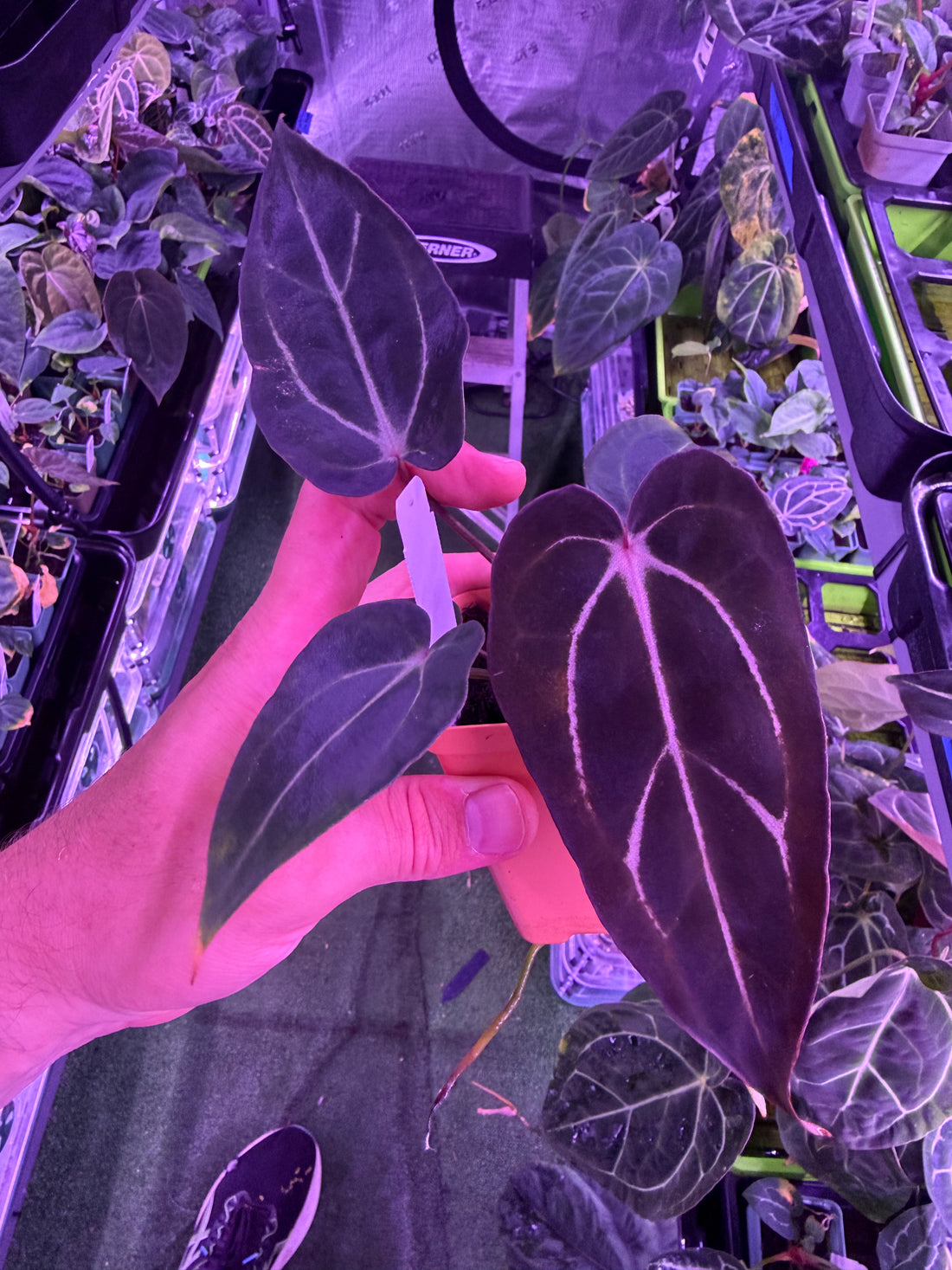 Anthurium Carlablackiae Venom x GPH001--Exact Seedling