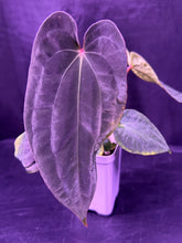 Exact Seedling