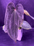 Exact Seedling