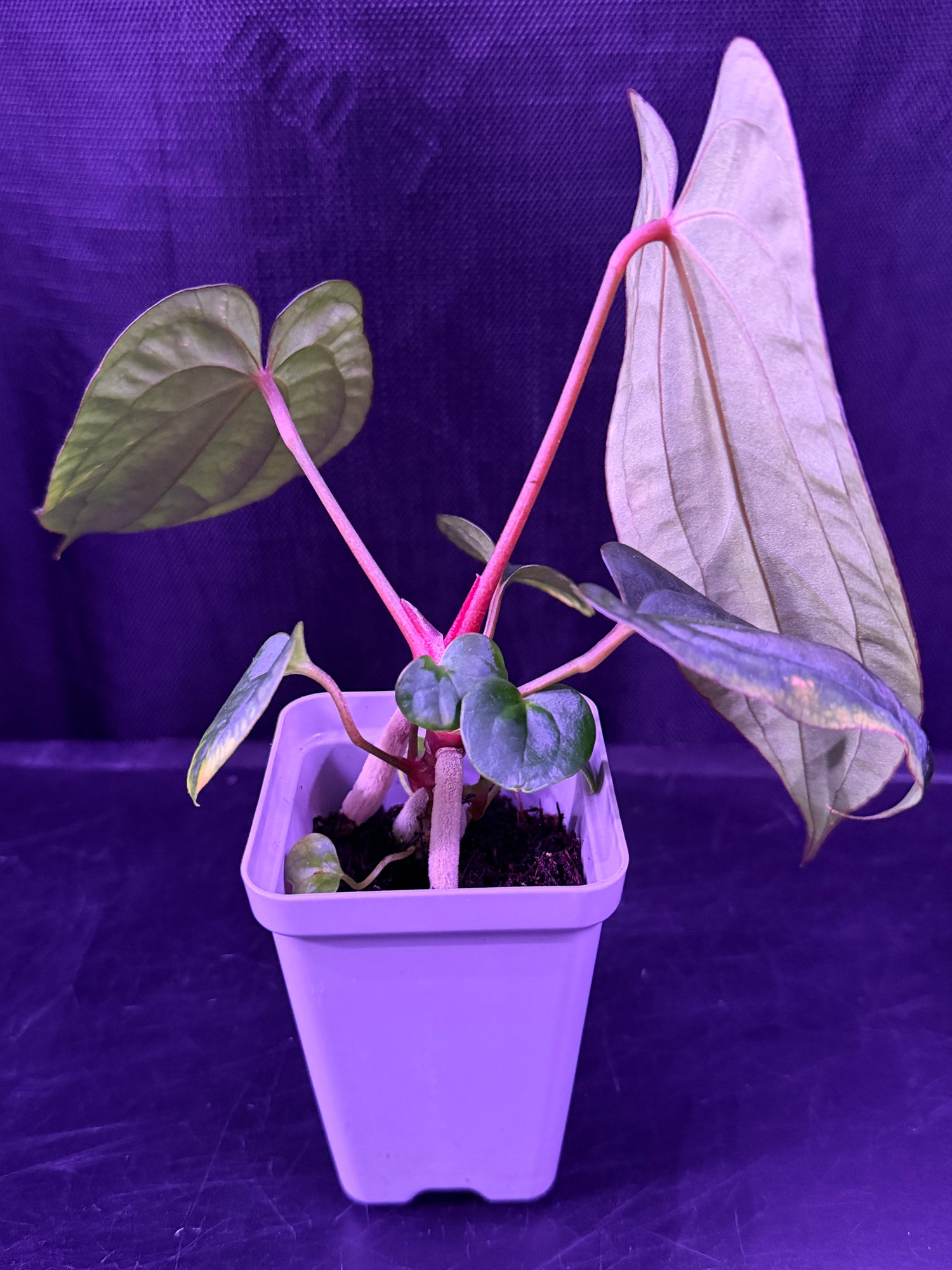 Anthurium RVDP x Antolakii 選抜株 Anthurium RVDP x Antolakii Ra1--Exact Seedling – Granthuriums