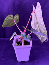 Anthurium RVDP x Antolakii 選抜株 Anthurium RVDP x Antolakii Ra1--Exact Seedling – Granthuriums