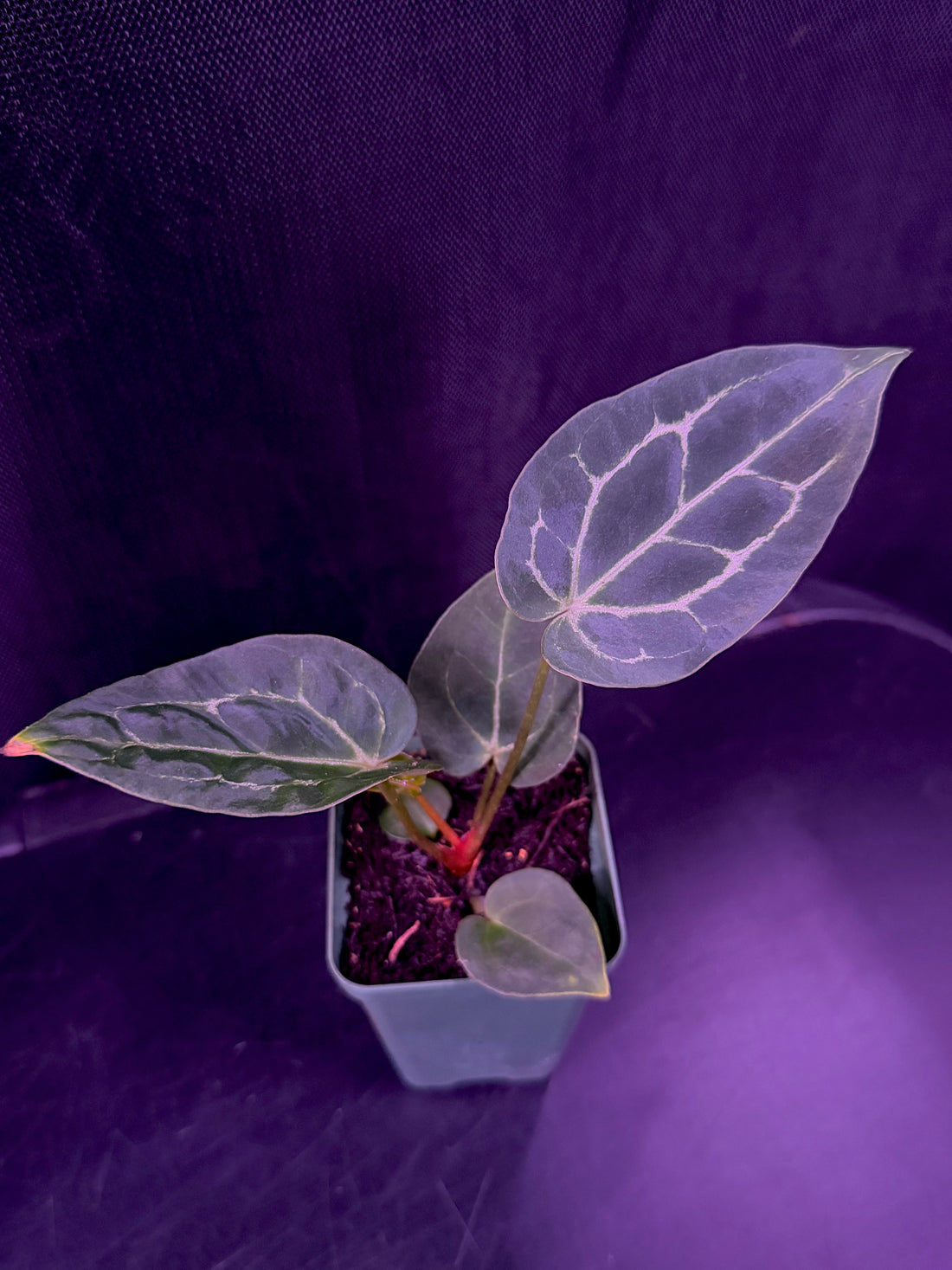 Anthurium Black Widow x Michelle x Crystallinum Chocolate 