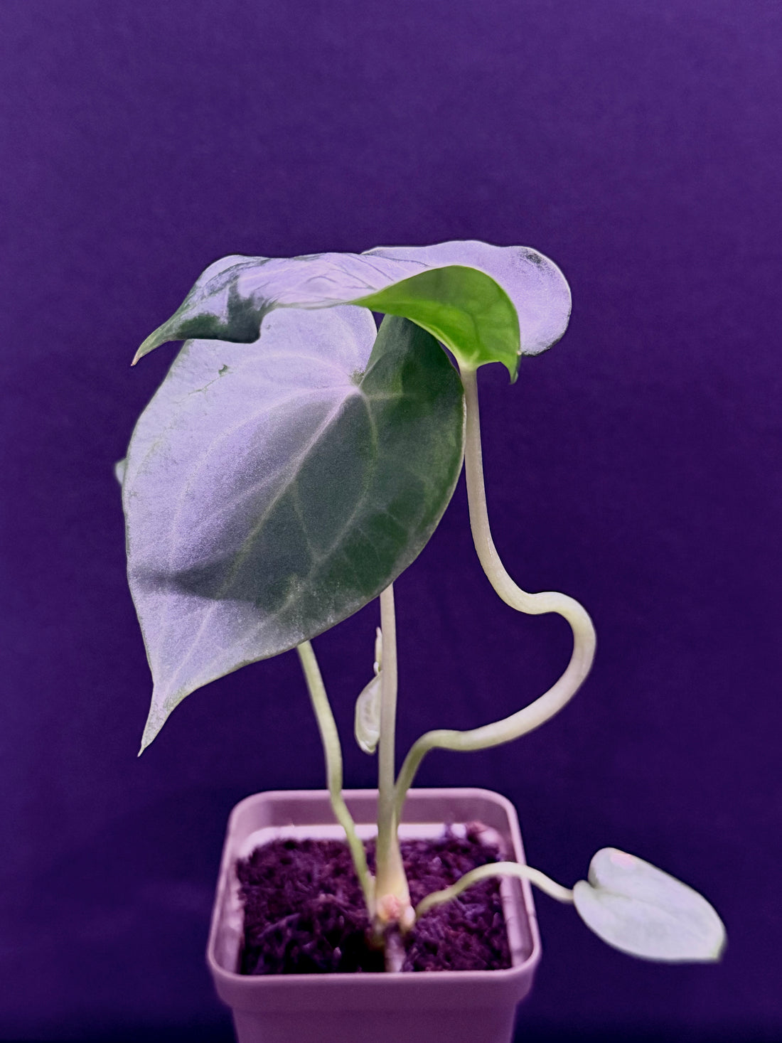 Anthurium Delta Force x King of Clarinervium--Exact Seedling