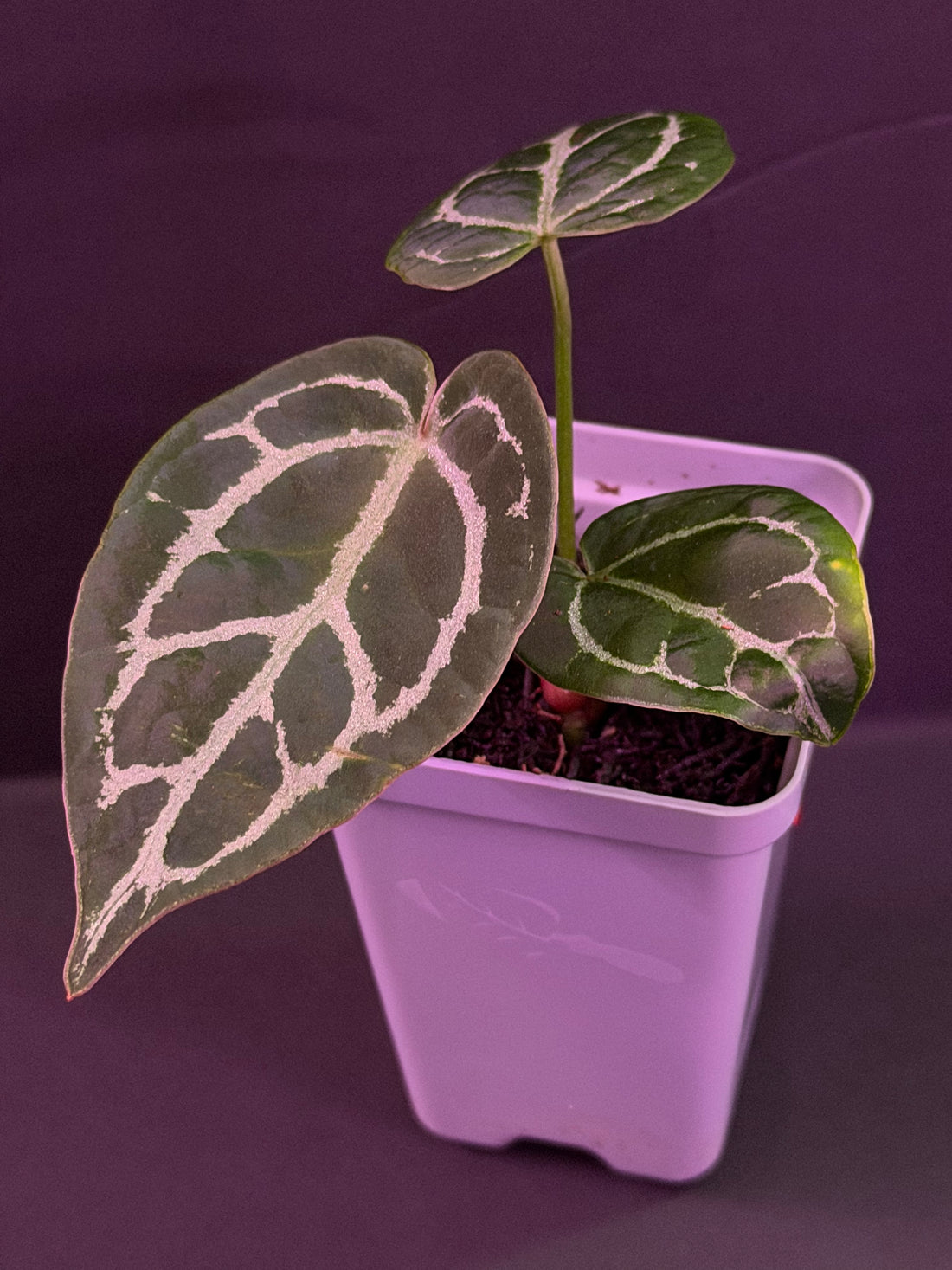 Anthurium Tim Anderson Stripey x Crystallinum Labyrinth—Exact Seedling