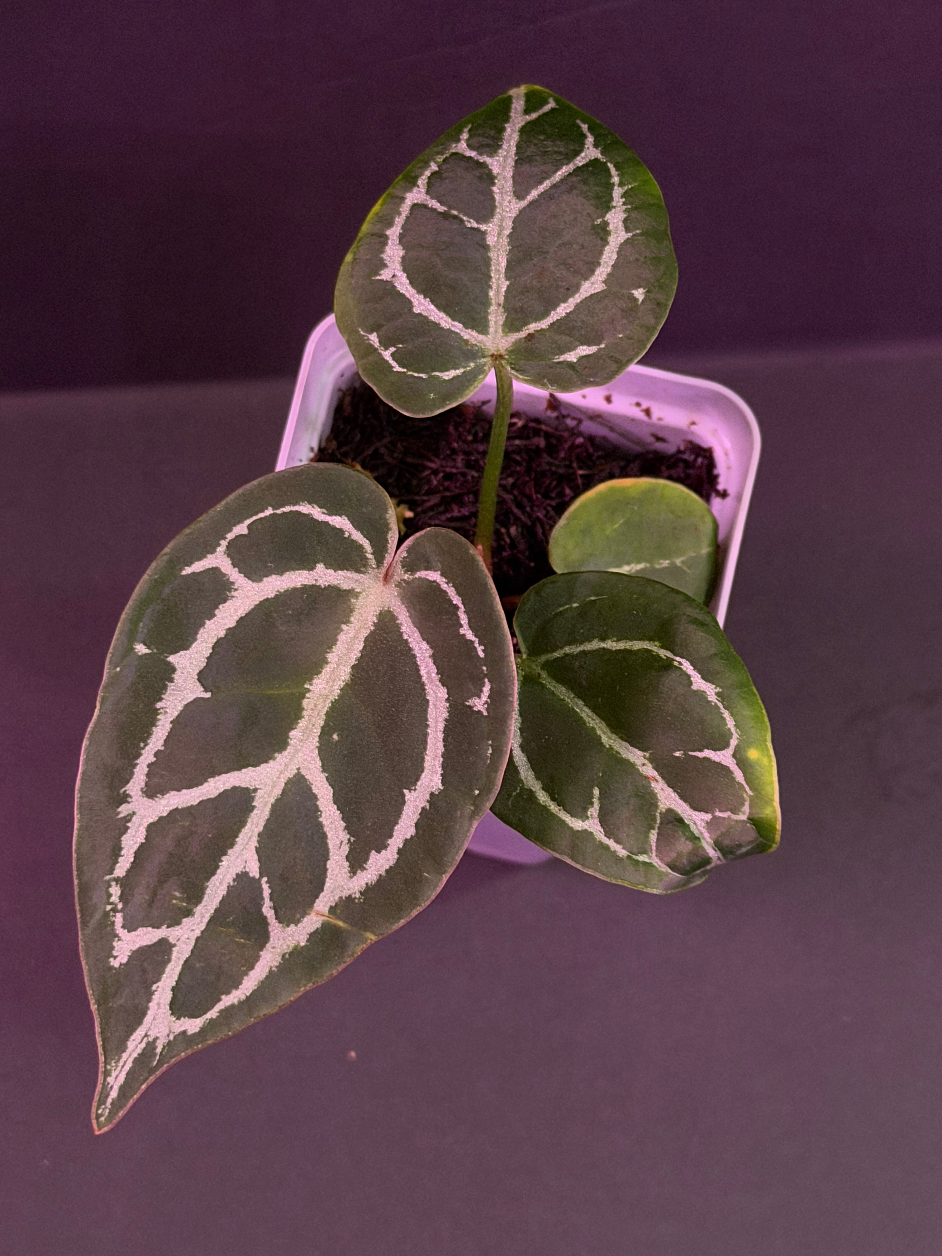 Anthurium Tim Anderson Stripey x Crystallinum Labyrinth—Exact Seedling