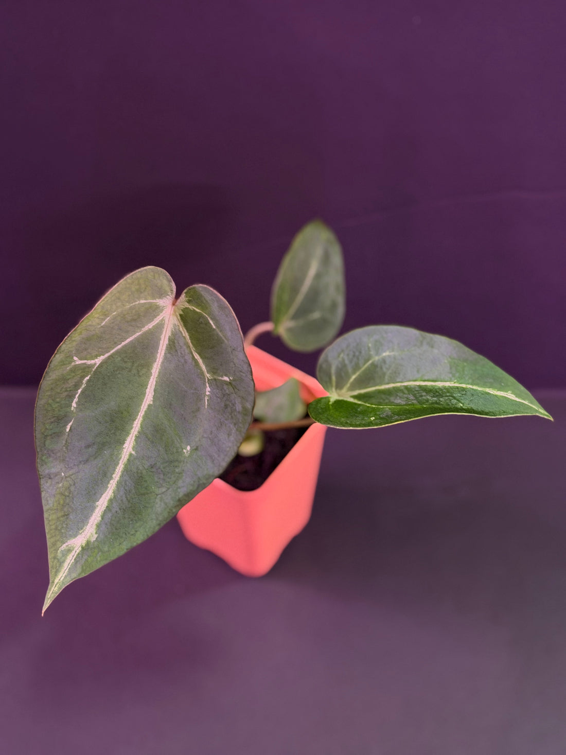 Anthurium Black Widow Michelle x  Tim Anderson Stripey-- Exact Seedling "A"