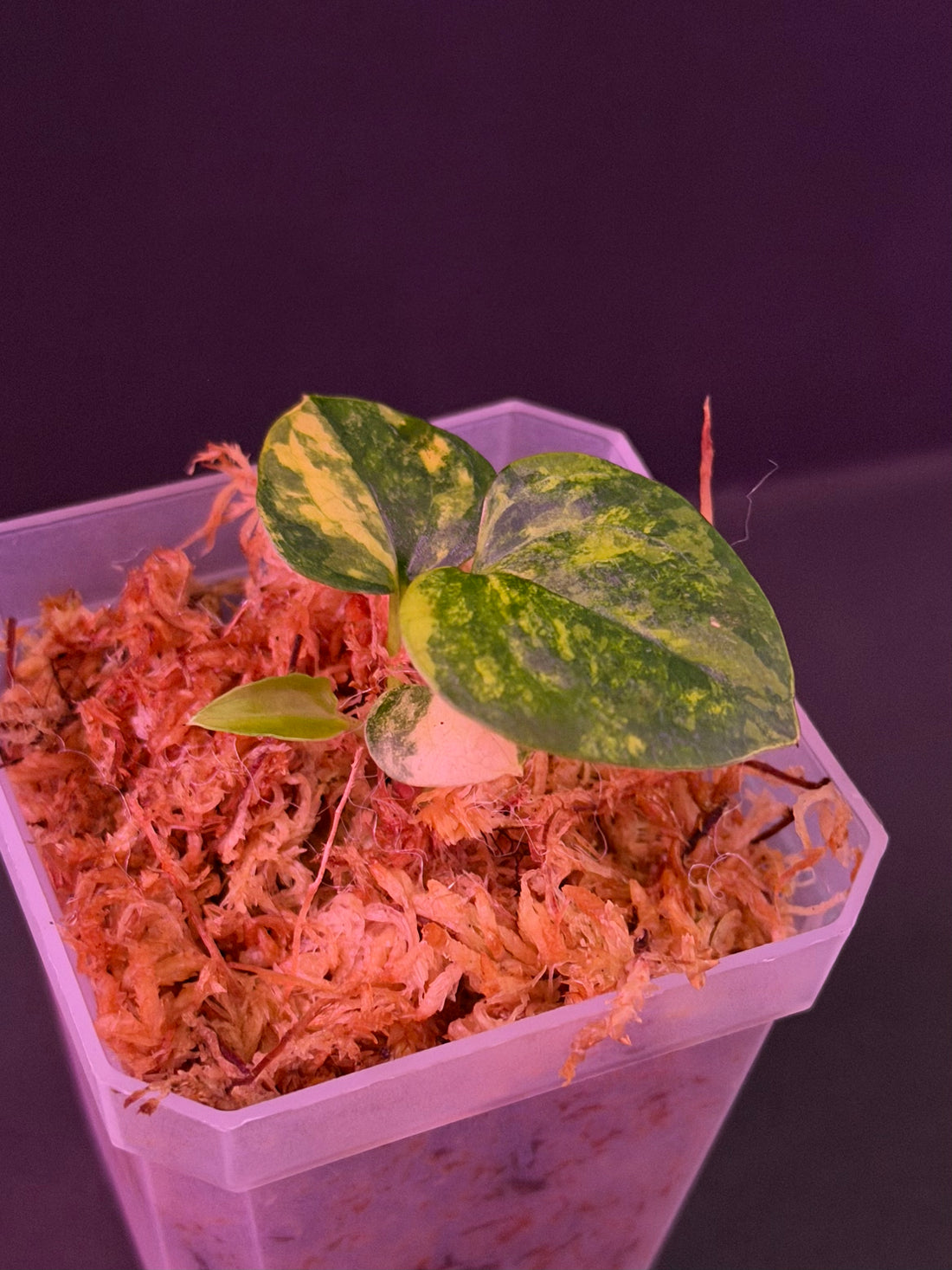 Anthurium (Var Papx x Dorito Port 