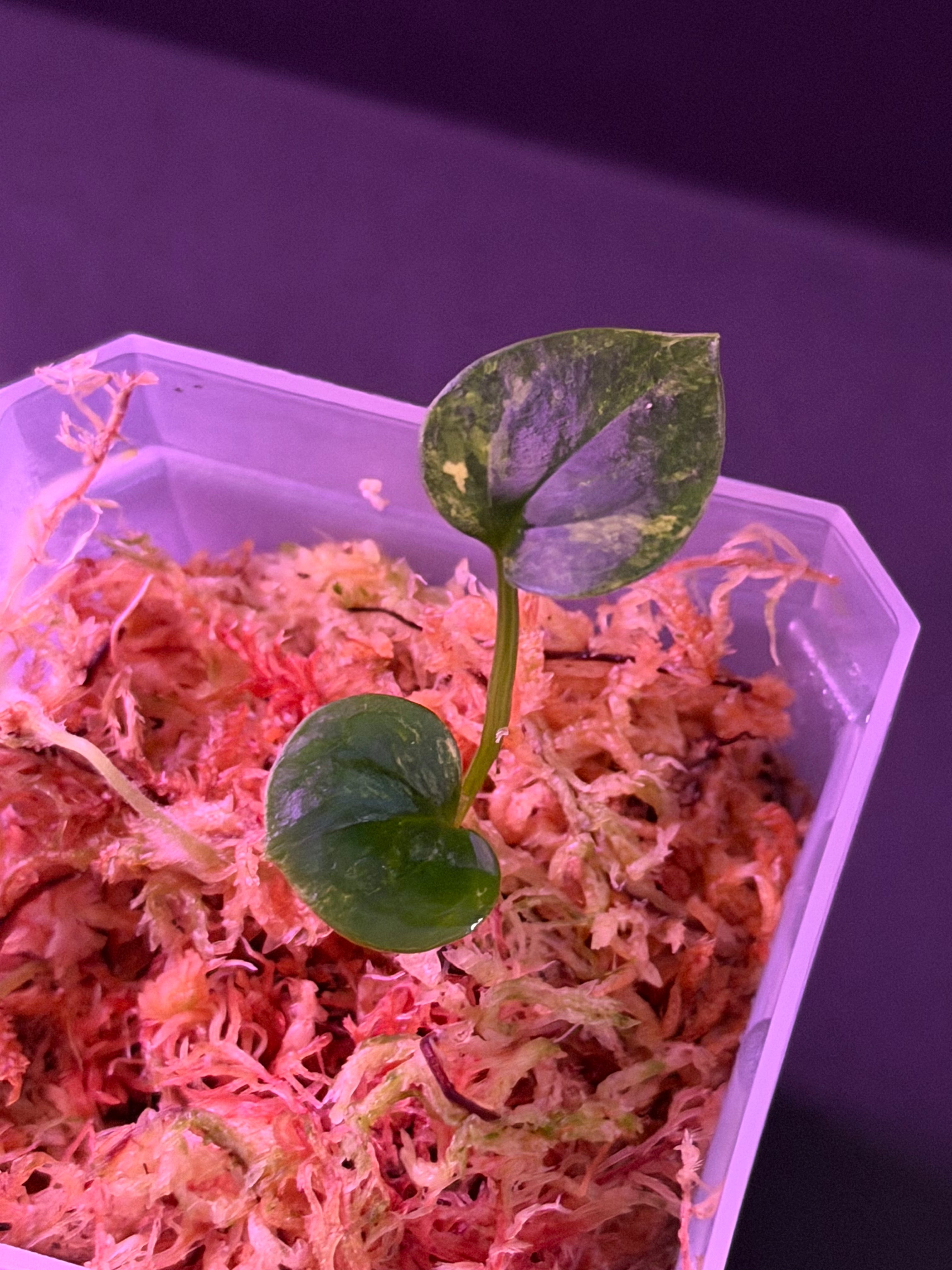 アンスリウム　ドリトー　DORITO Anthurium papillilamnum x portillae 'Dorito' - NSE Tropicals