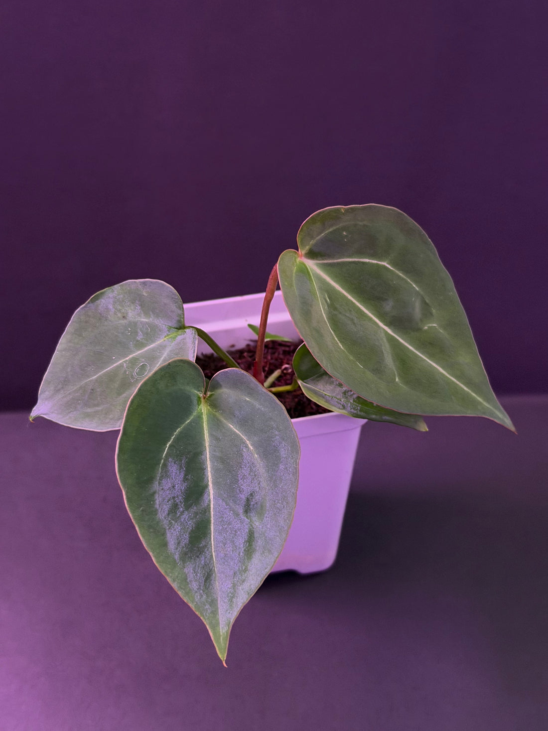 Anthurium  King of Spades 