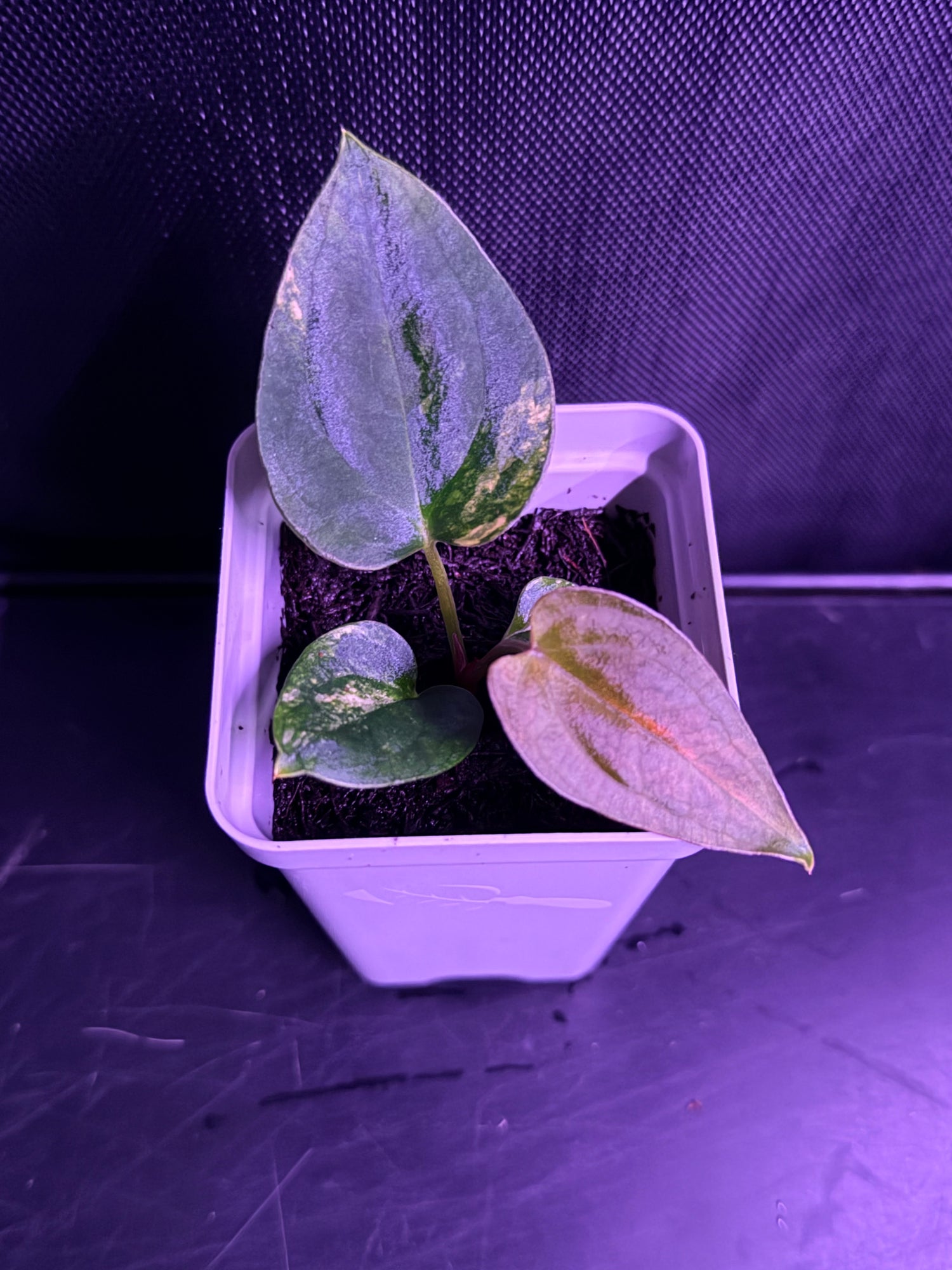 Anthurium (Var Papx x Dorito Port 