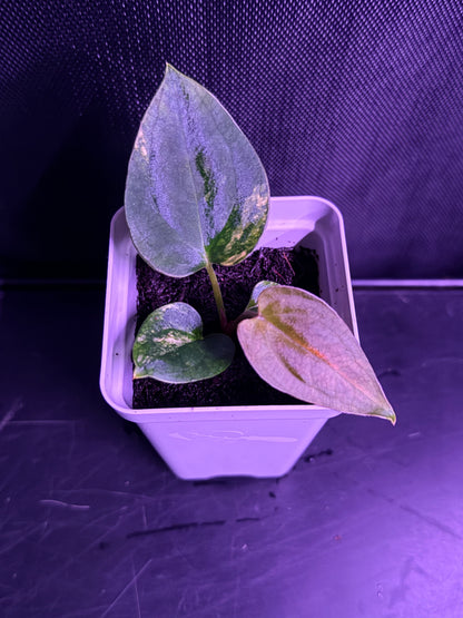 Anthurium (Var Papx x Dorito Port 