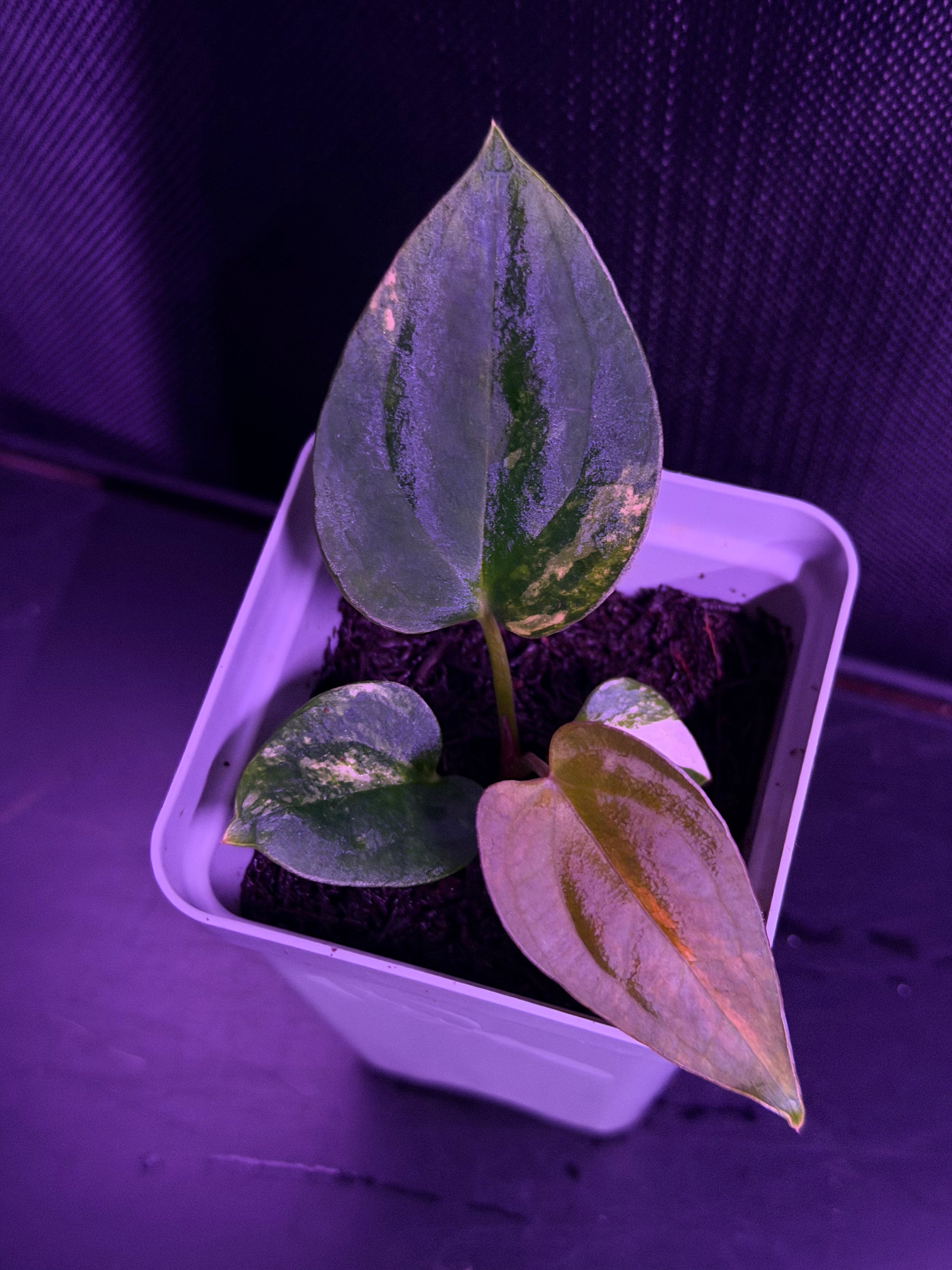 Anthurium (Var Papx x Dorito Port 