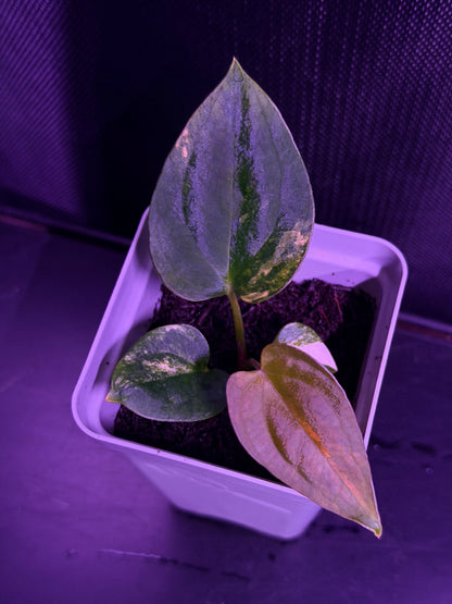 Anthurium (Var Papx x Dorito Port 