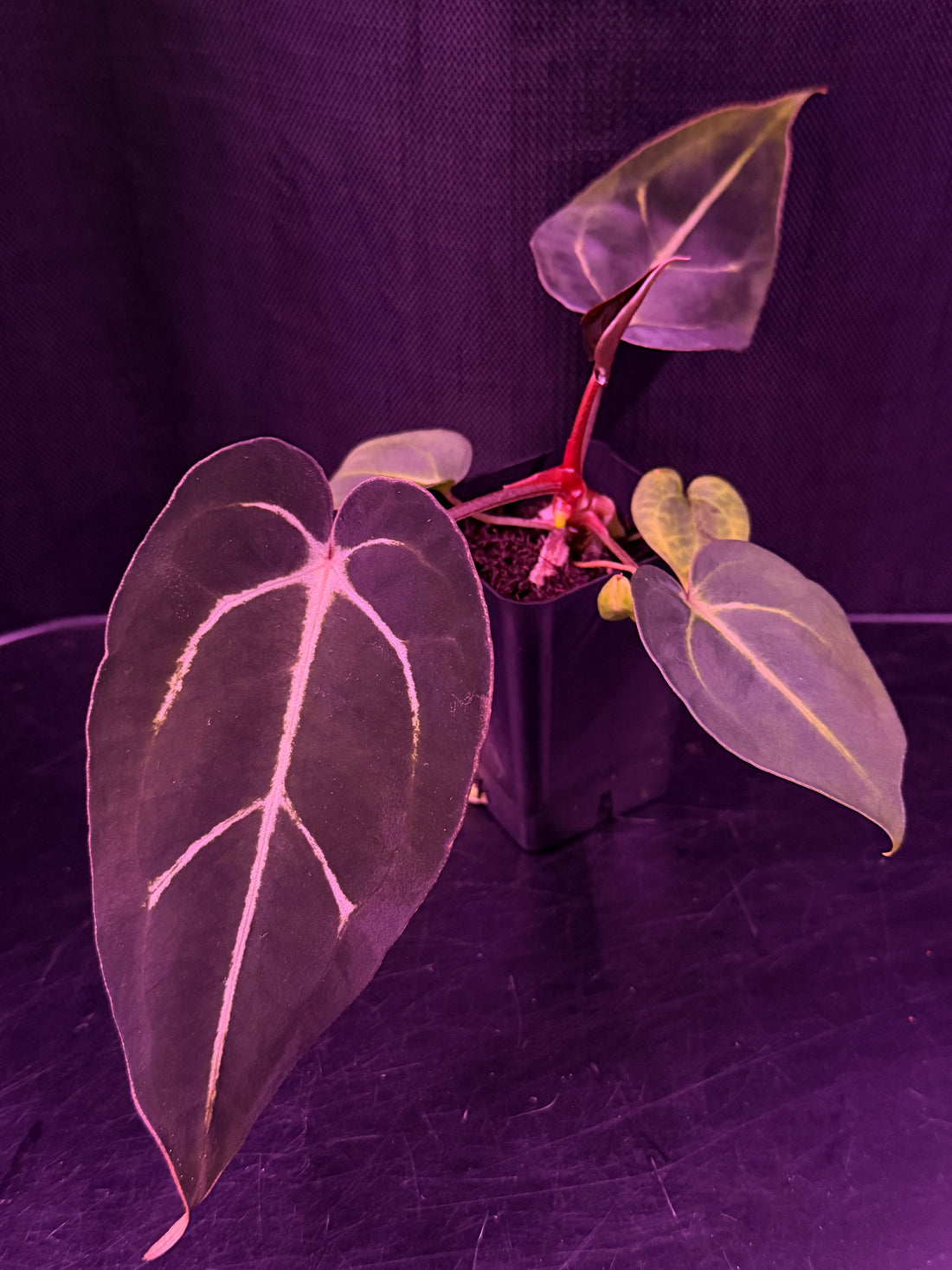 Anthurium carlablackiae Plants | Granthuriums