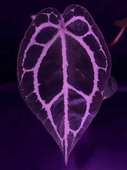 Anthurium Red Crystallinum Premium x Heinz—Exact Seedling "A"