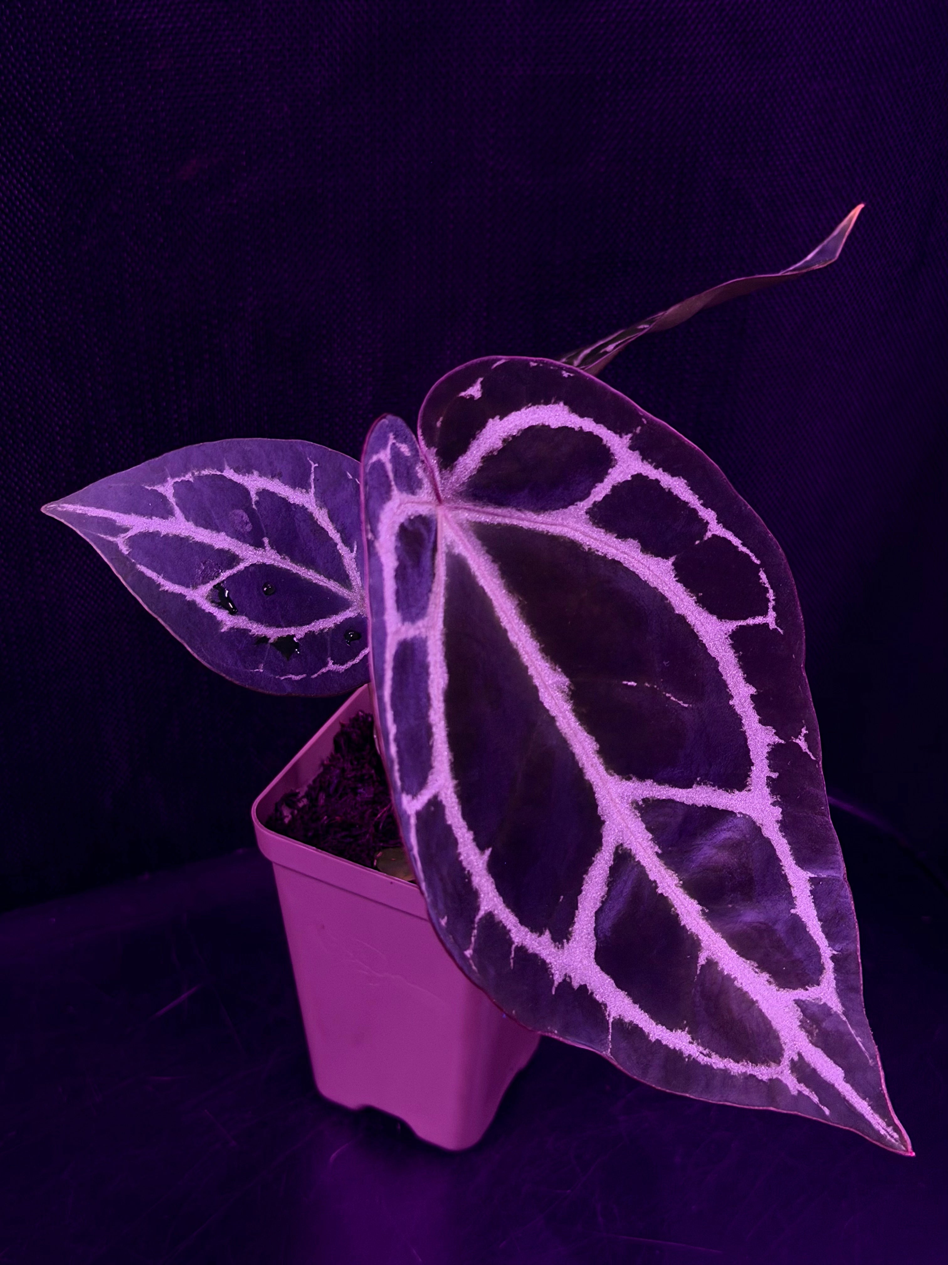 Anthurium Red Crystallinum Premium x Heinz—Exact Seedling "A"