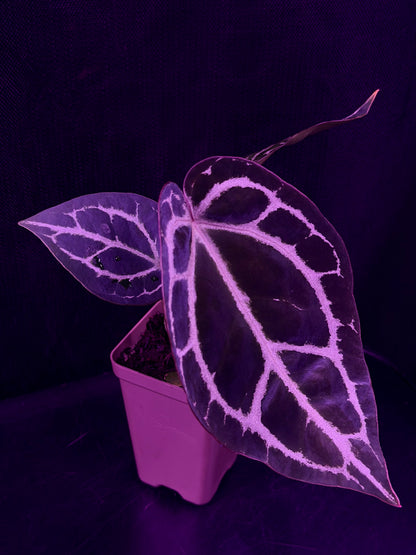 Anthurium Red Crystallinum Premium x Heinz—Exact Seedling "A"