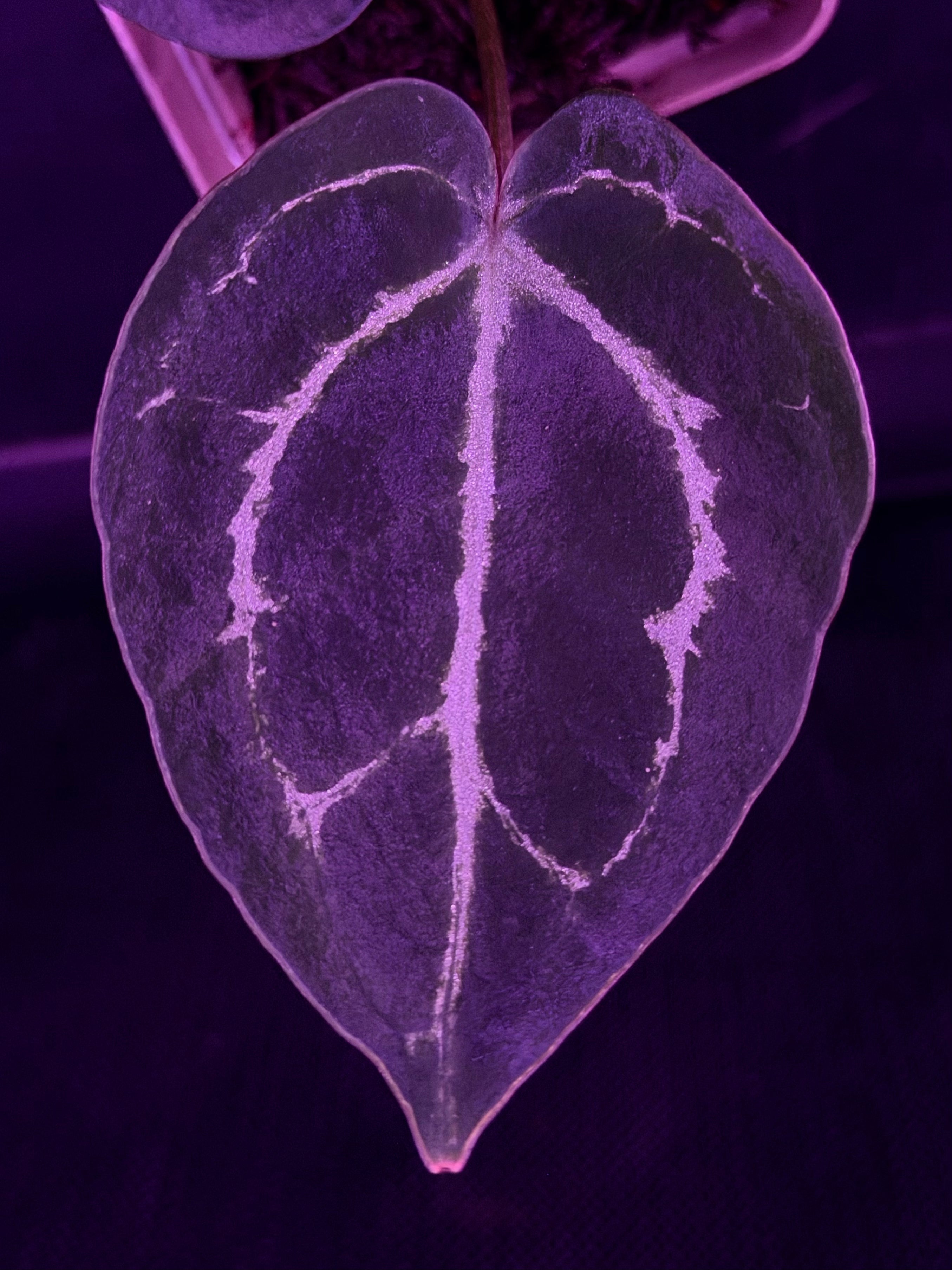 Anthurium Red Crystallinum Premium x Heinz—Exact Seedling "B"