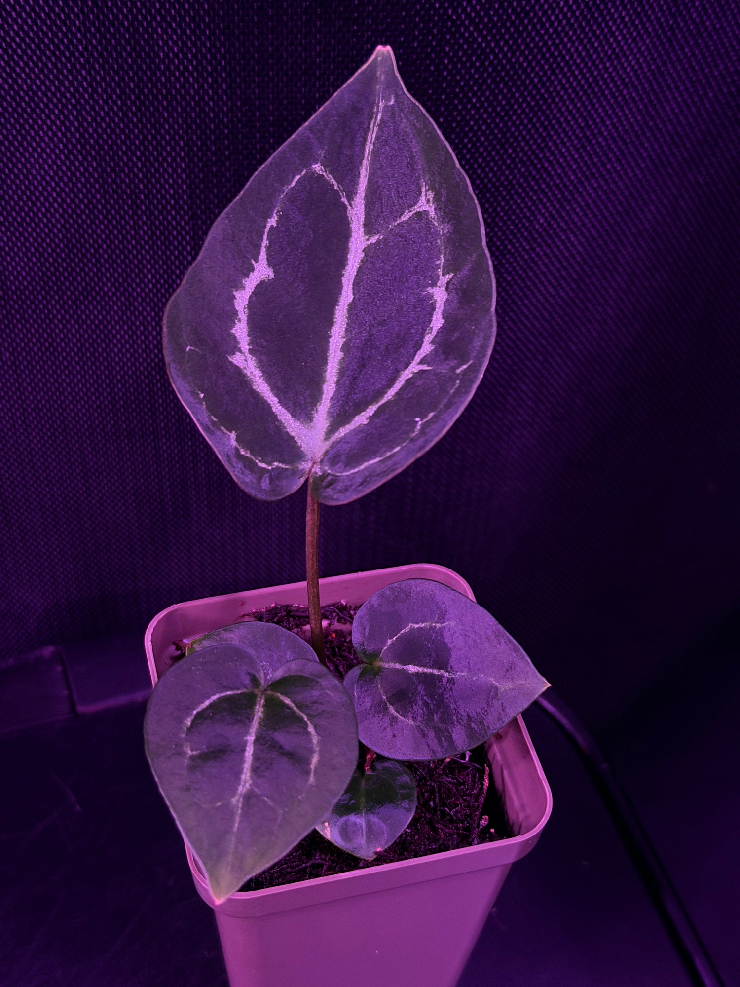 Anthurium Red Crystallinum Premium x Heinz—Exact Seedling "B"