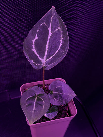 Anthurium Red Crystallinum Premium x Heinz—Exact Seedling "B"