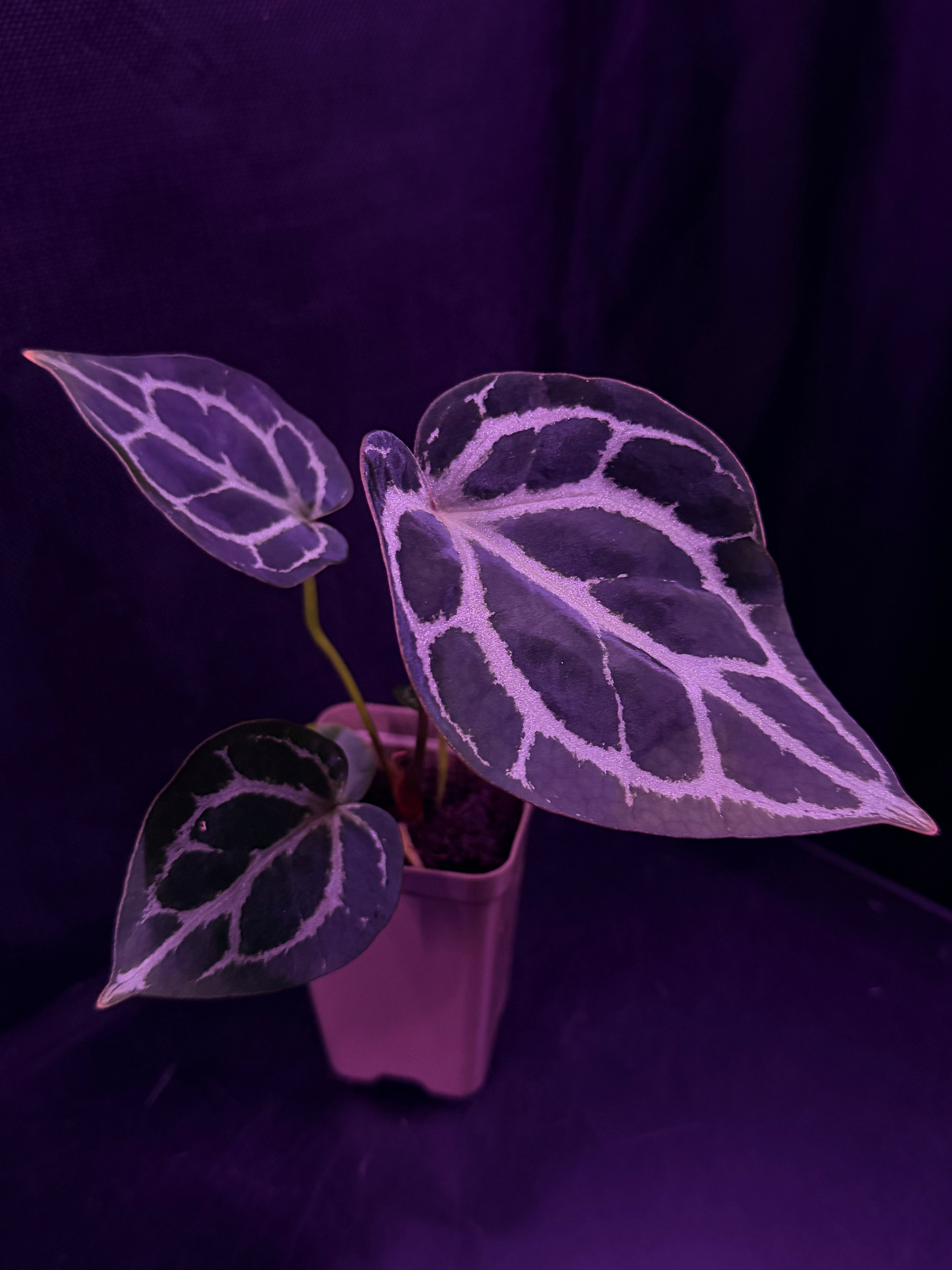 Anthurium Red Crystallinum Premium x Heinz—Exact Seedling "C"
