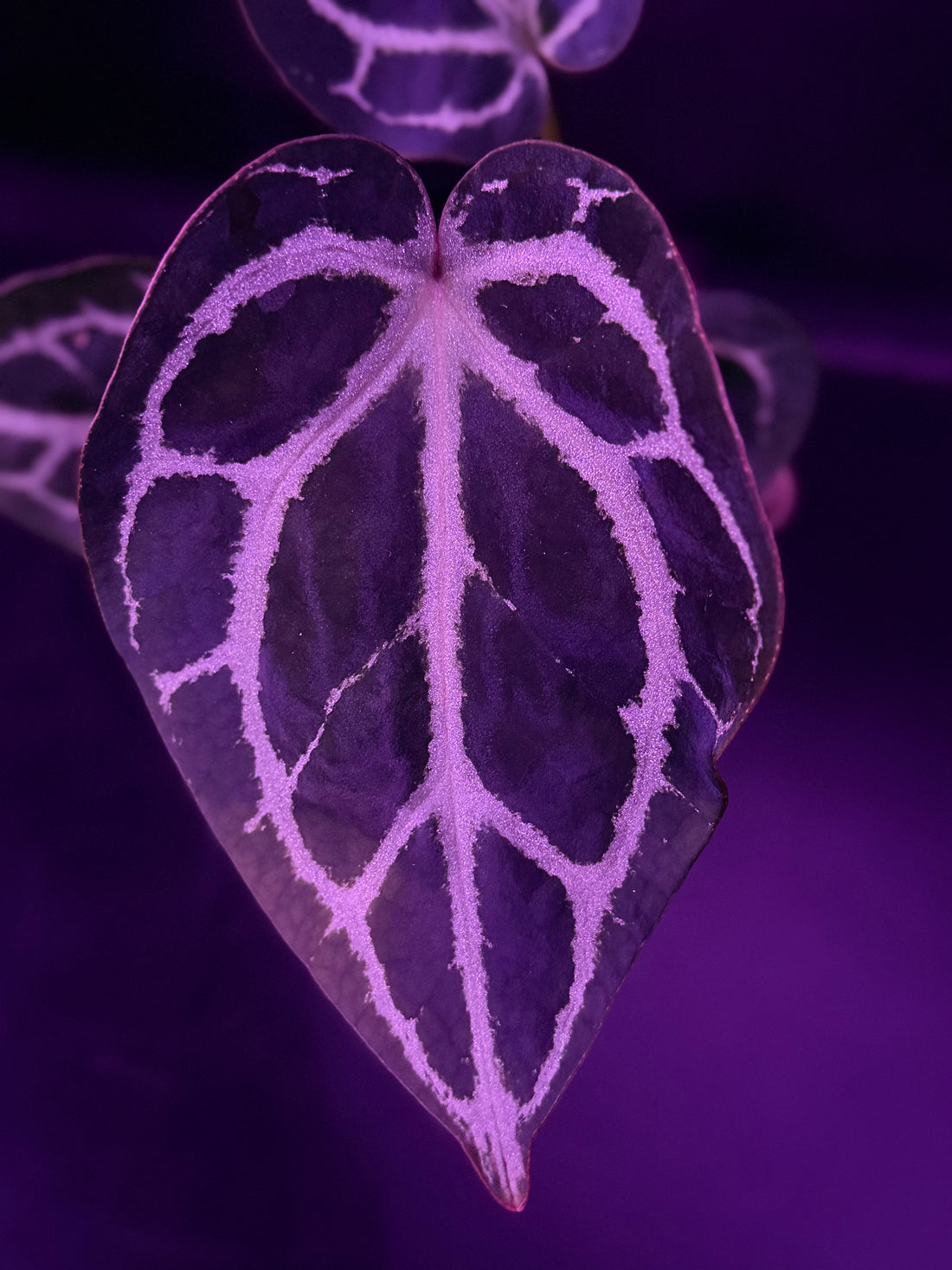 Anthurium Red Crystallinum Premium x Heinz—Exact Seedling "C"