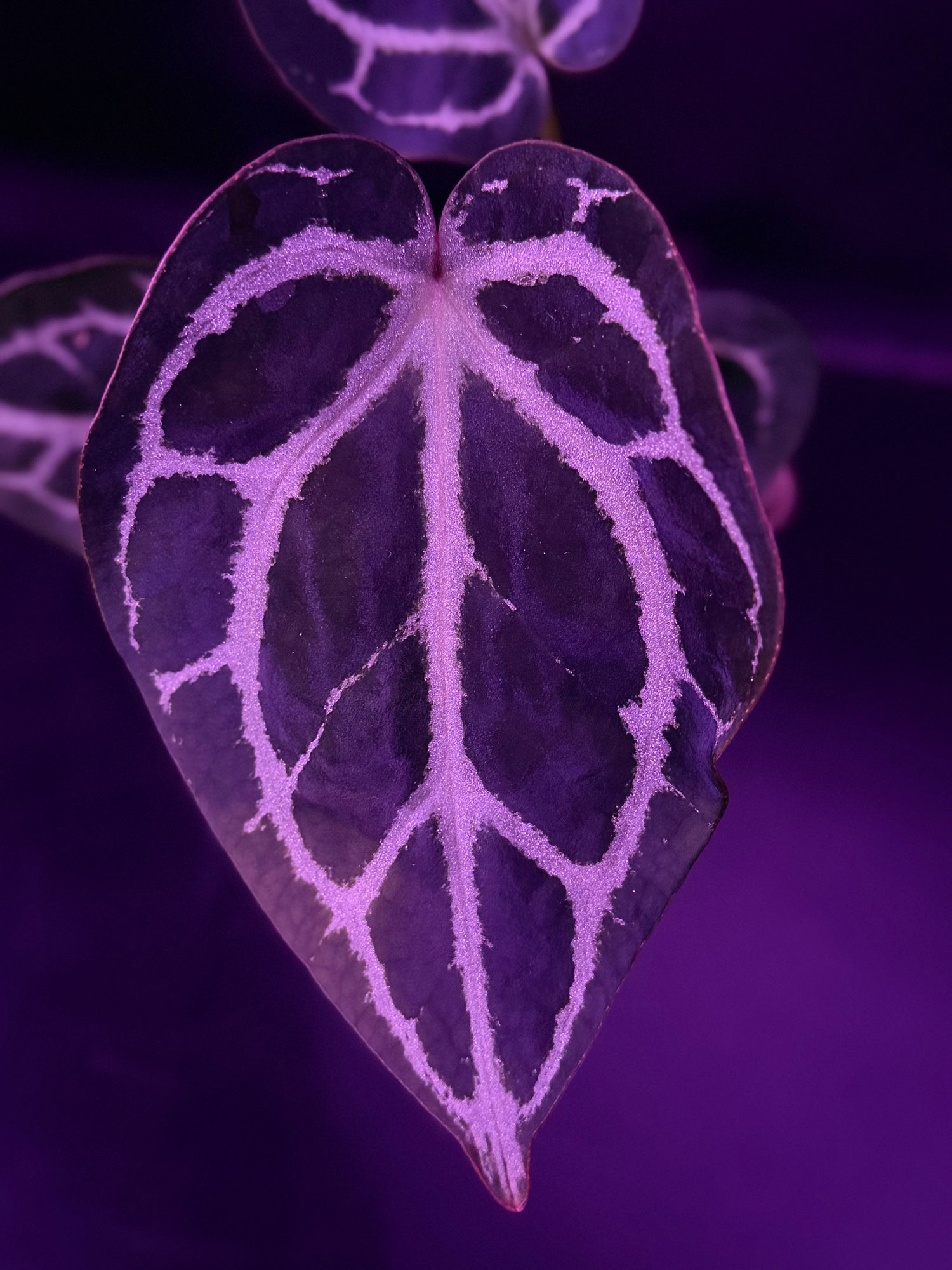 Anthurium Red Crystallinum Premium x Heinz—Exact Seedling "C"