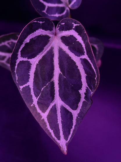 Anthurium Red Crystallinum Premium x Heinz—Exact Seedling "C"