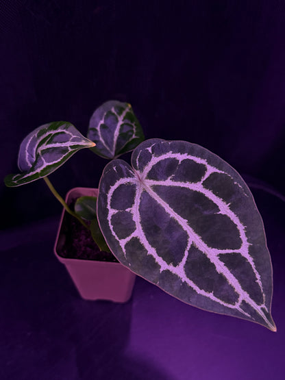 Anthurium Red Crystallinum Premium x Heinz—Exact Seedling "D"