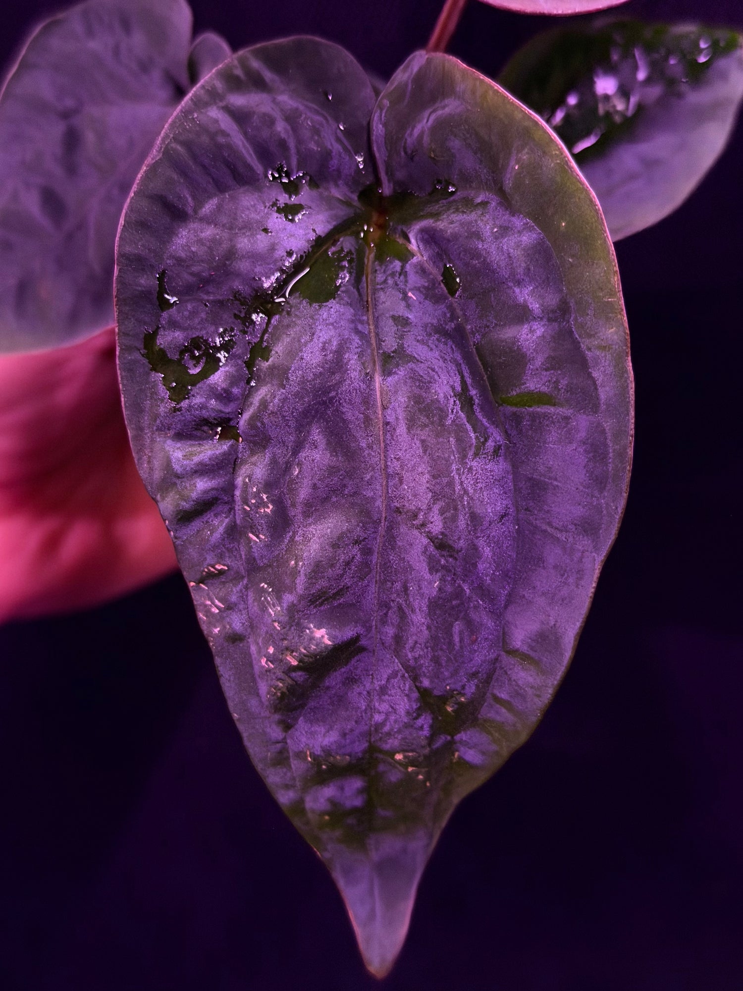 Anthurium Dressleri (F2 x Black) x Dressleri RG F1B--Exact Seedling "A"